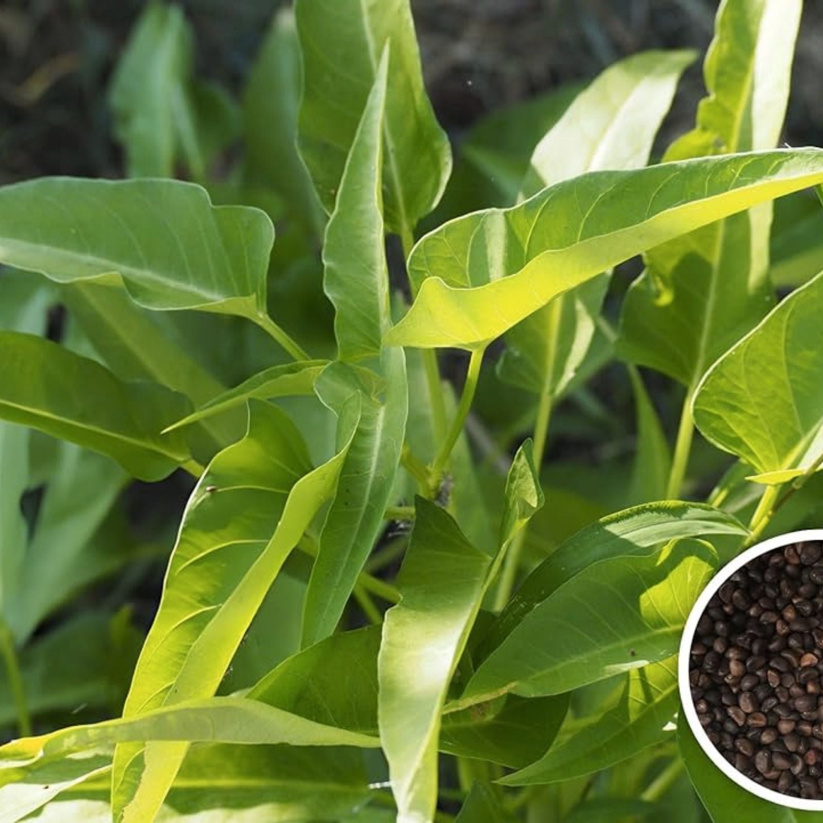 Chinese Spinach Seeds 100 Pack, Organic Edible Greens, Ipomoea aquatica, Vegetable Seeds for Gardening