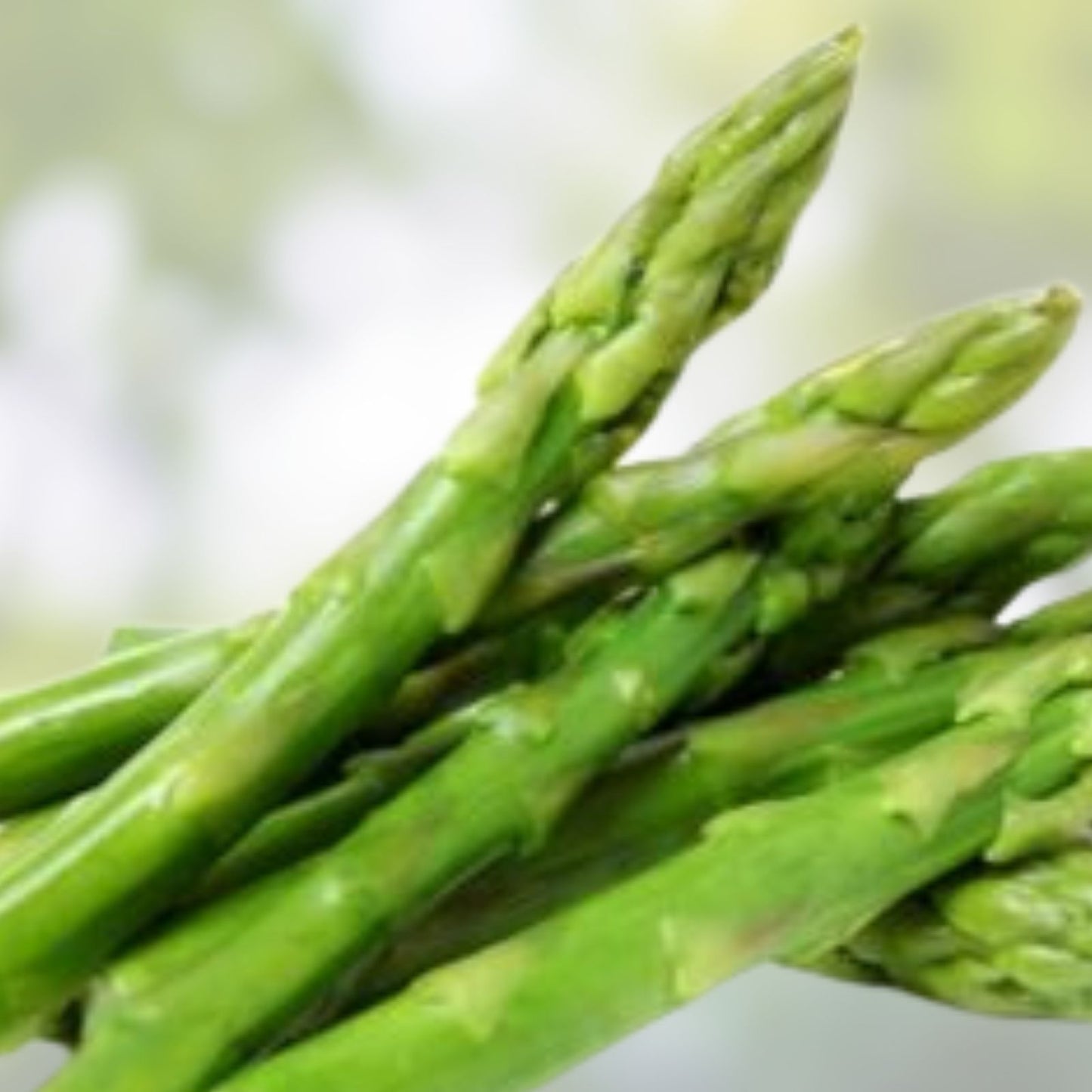 Green Asparagus Seeds 150+ Non-GMO Vegetable Seeds for Planting | Asparagus officinalis Garden Seeds