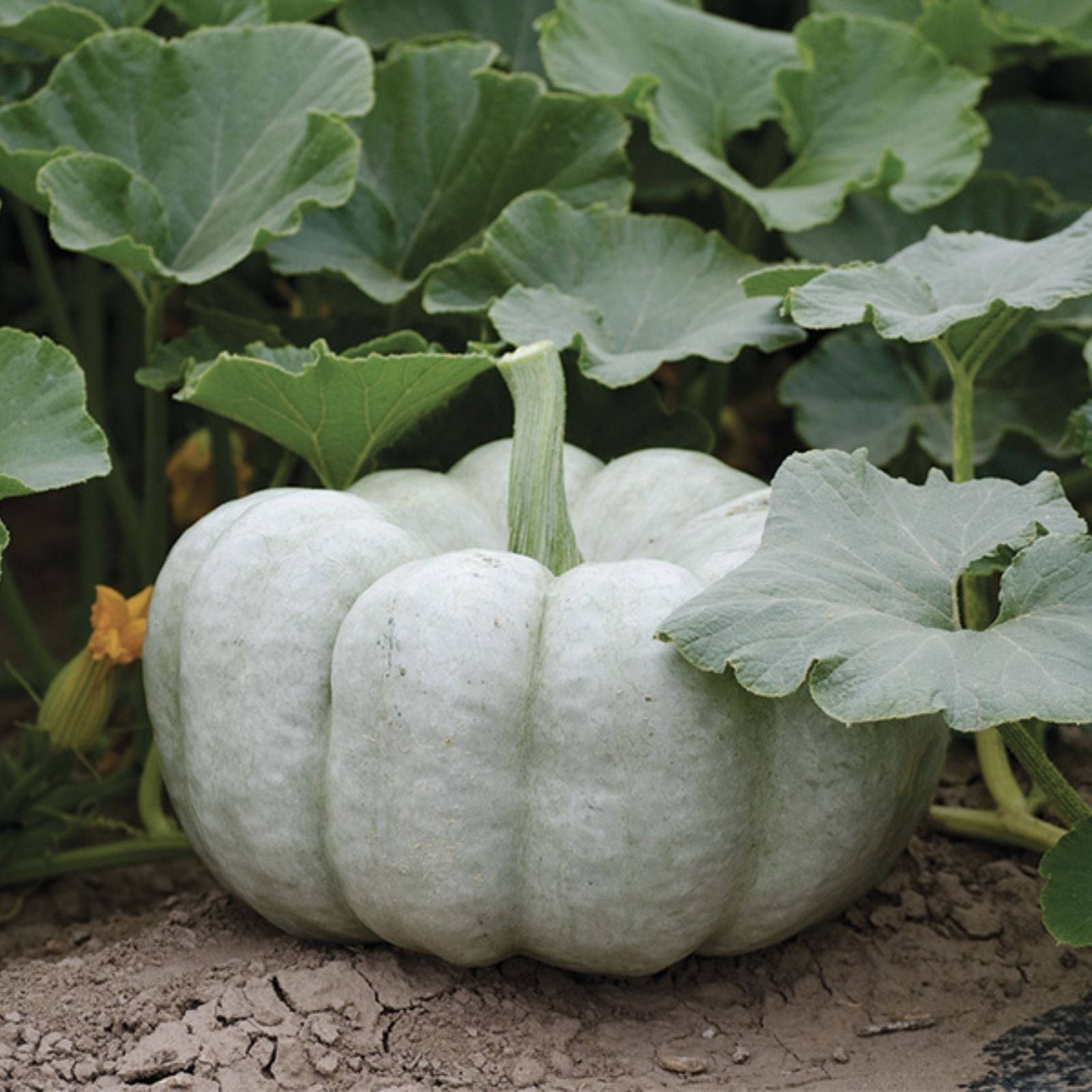 Blue Doll Pumpkin Seeds - 10 Seeds for Planting - Unique Blue Variety (Cucurbita pepo) - Grow Blue Pumpkins at Home