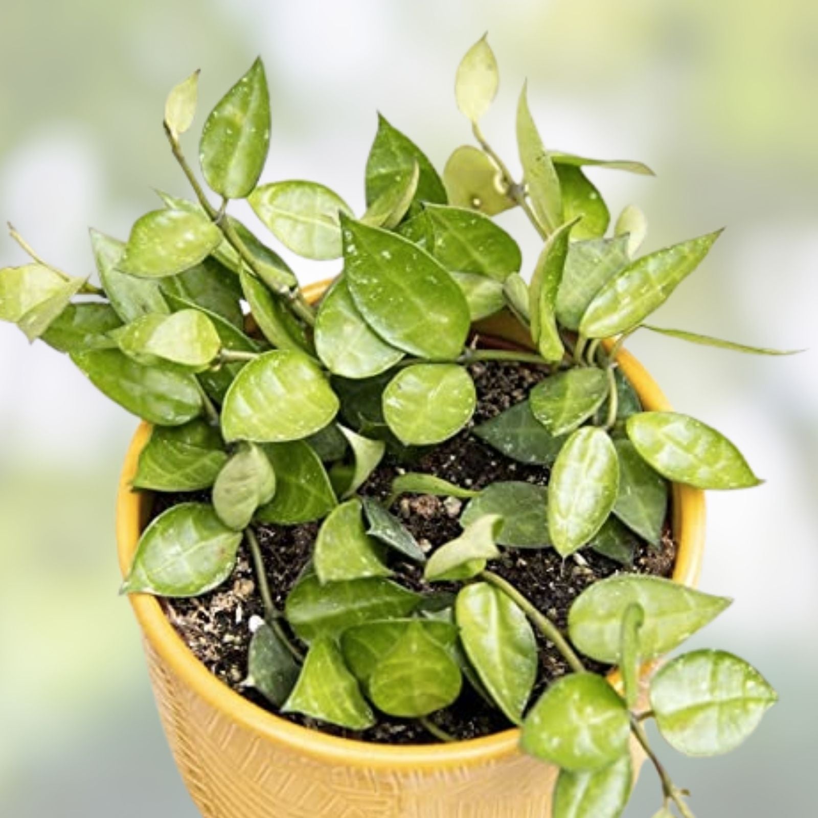 Hoya Krohniana Plants - 2" Pots, Multiple Rooted Cuttings, Wax Plant, Easy Care Houseplant, Hoya Krohniana
