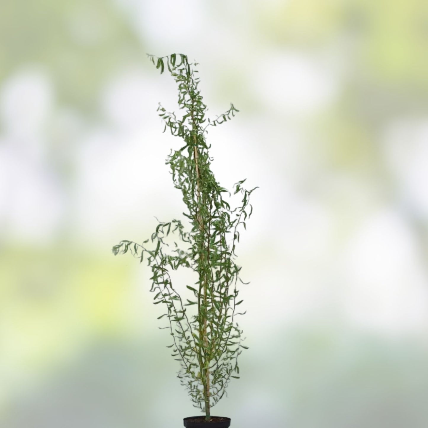 Corkscrew Willow Tree Cuttings – 3 Fast Growing Salix babylonica 'Tortuosa' for Privacy and Shade