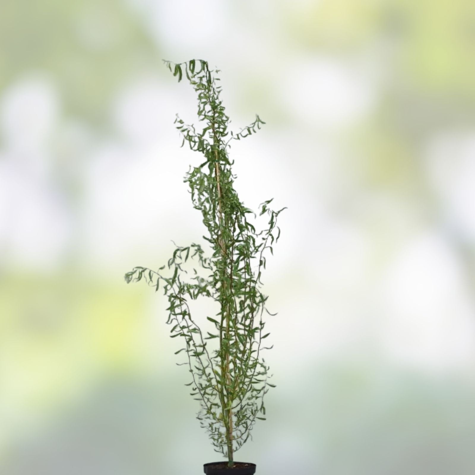 Corkscrew Willow Tree Cuttings – 3 Fast Growing Salix babylonica 'Tortuosa' for Privacy and Shade