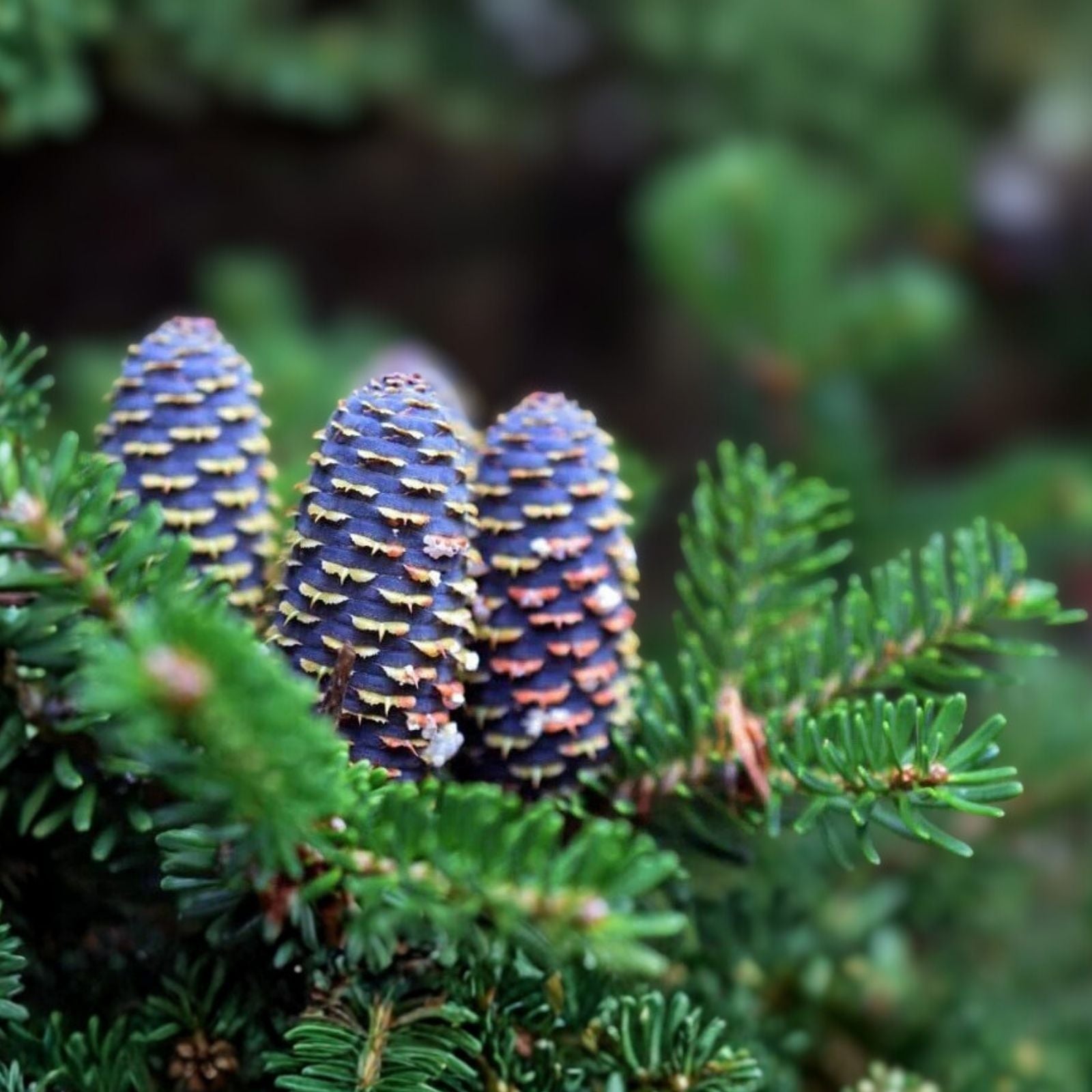 Korean Fir Tree Seeds - 30 Seeds - Abies koreana - Blue Cones - Evergreen Conifer Seed Pack