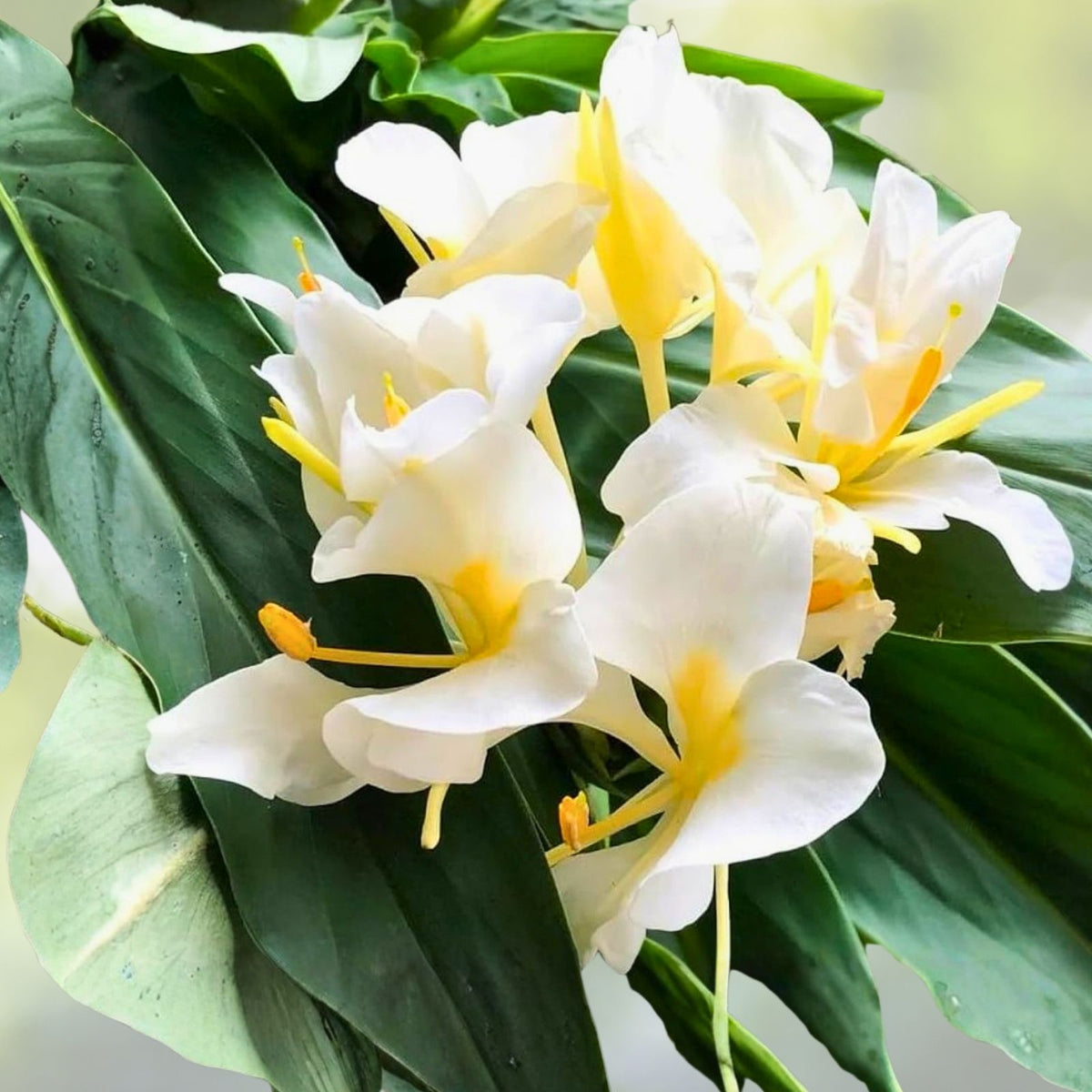 Hedychium Butterfly Ginger Rhizomes 2x, Hawaiian Pink Tropical Lily, Easy to Grow Exotic Flowers, Hedychium coronarium
