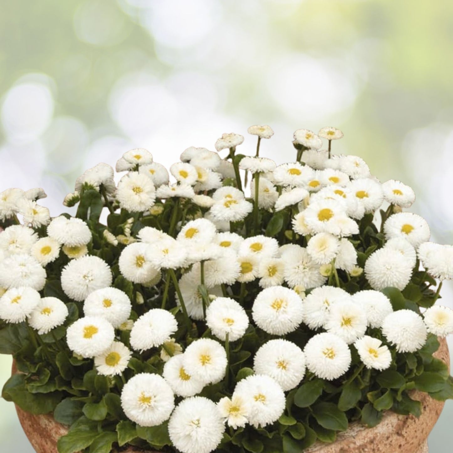 200 White Bellis Perennis Enorma Flower Seeds | English Daisy | Medicinal Herb Seeds for Garden Planting