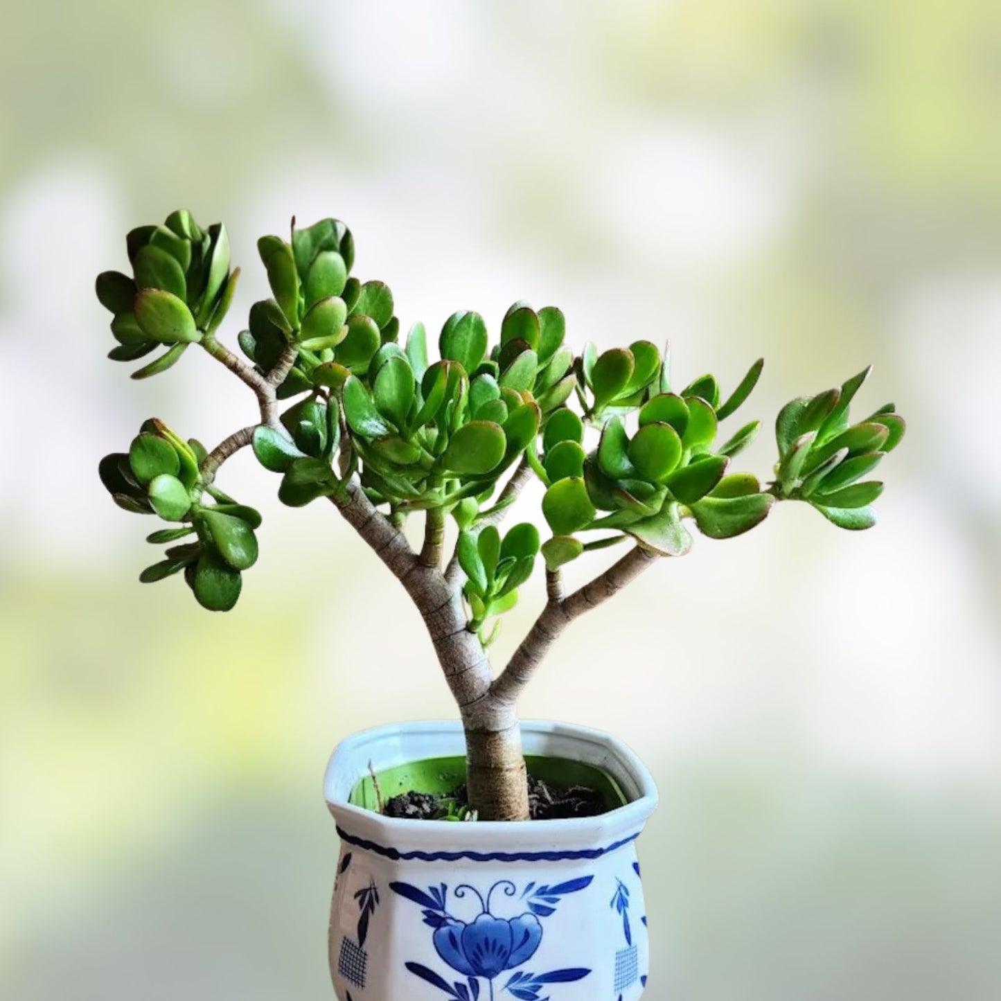 Live Succulent Plant - Crassula Ovata 'Gollum' - 2-4" Jade Plant for Home Decor and Feng Shui - Unique Money Tree Variety