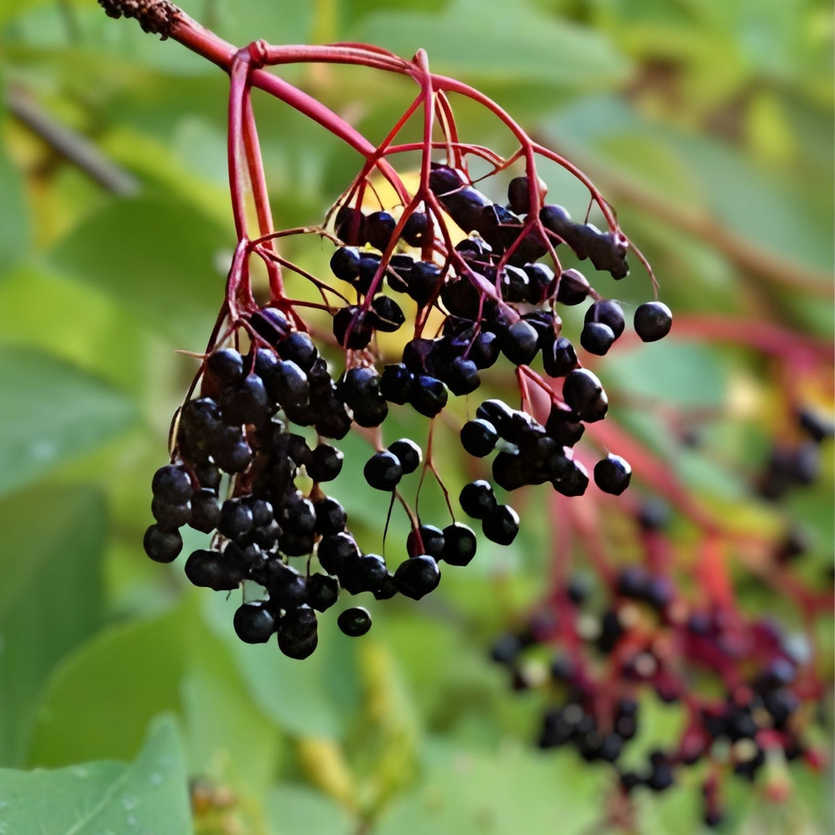 American Elderberry Cuttings 12 Unrooted Edible Wildlife Variety Sambucus canadensis ADAMS/YORK