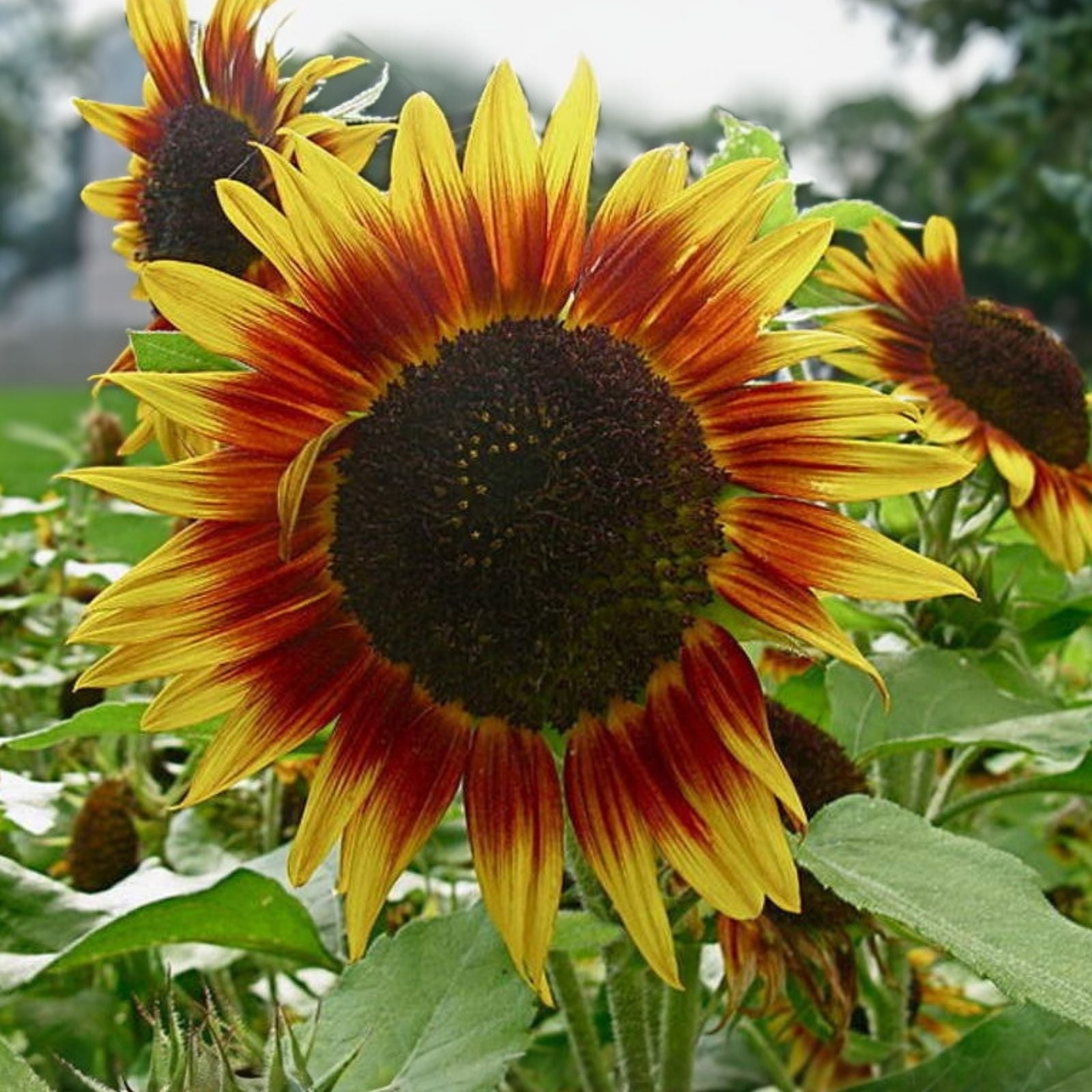 Sunflower Seeds 25+ Pack Autumn Beauty Helianthus annuus Non-GMO Bird & Pollinator Friendly