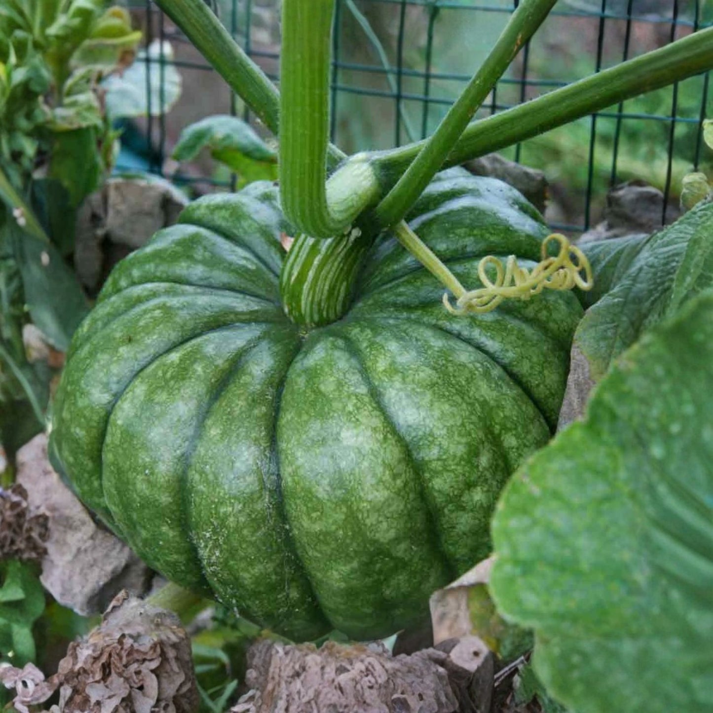 Jarrahdale Blue Pumpkin Seeds 10 Pack | Winter Squash Seeds | Queensland Cinderella Cucurbita maxima