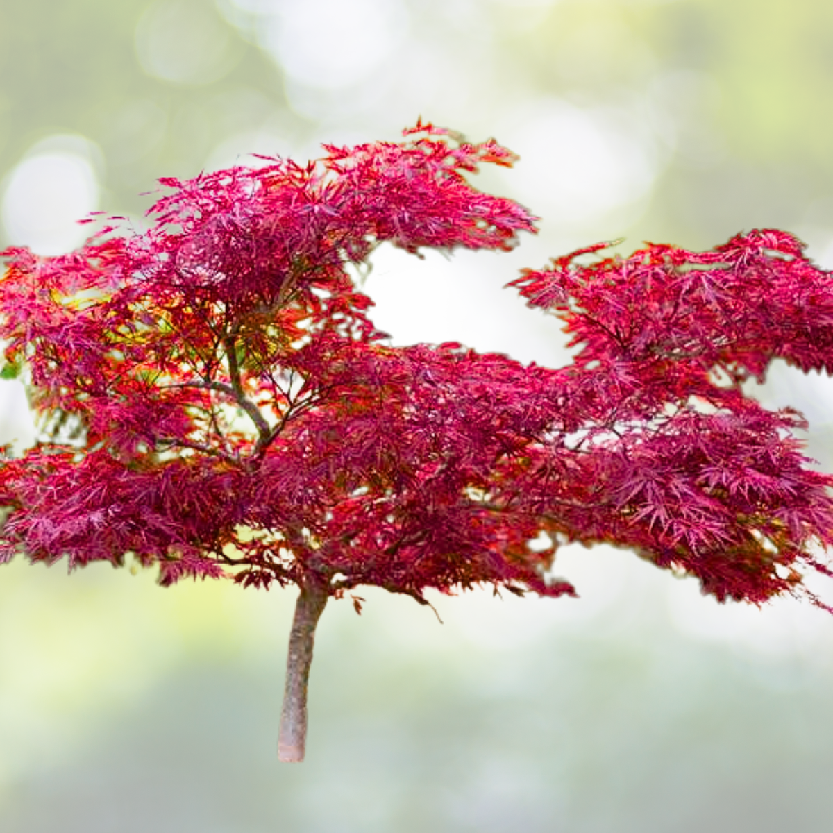 25pcs Red Japanese Maple Seeds, Acer Palmatum Atropurpureum, Ornamental Tree Seeds for Garden and Landscape