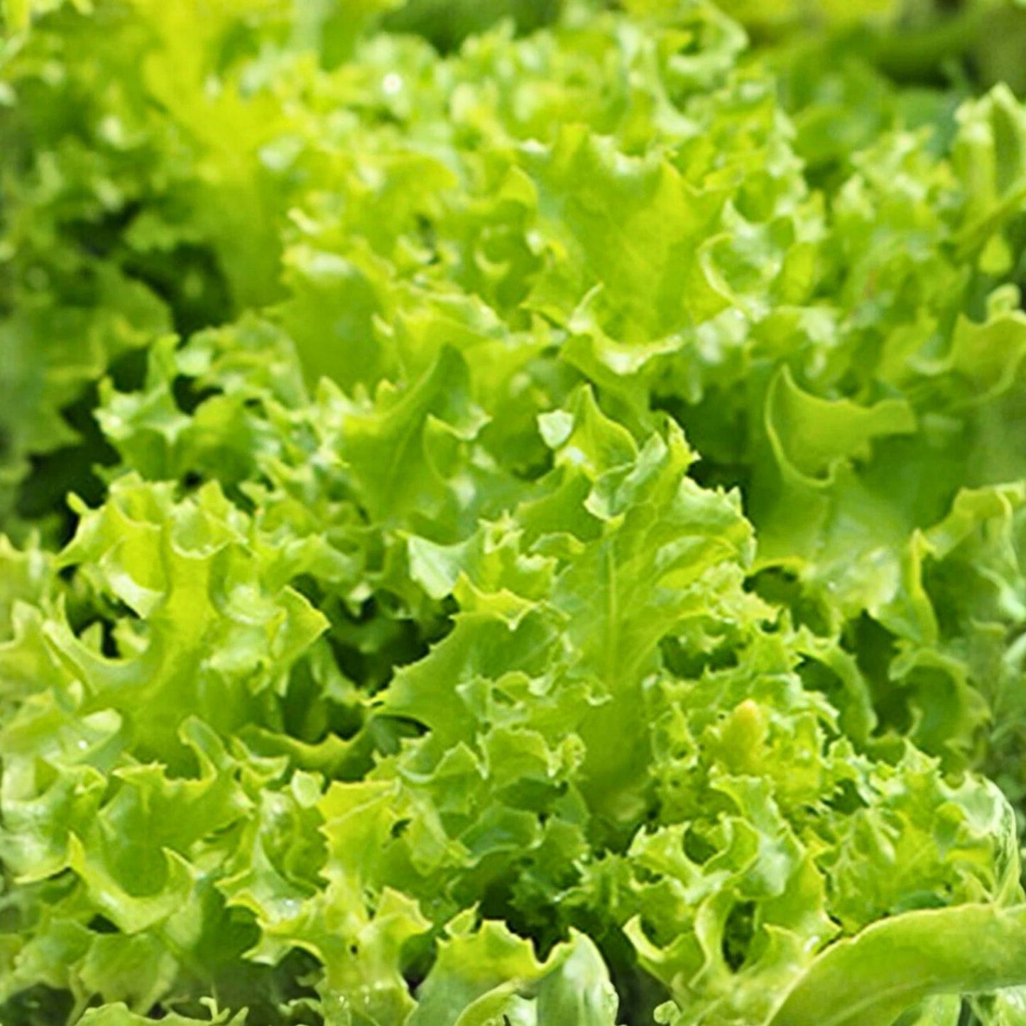 Heirloom Lettuce Seeds Leaf Simpson BS Organic Non-GMO 25+ Seeds for Crisp Greens, Vegetable Gardening
