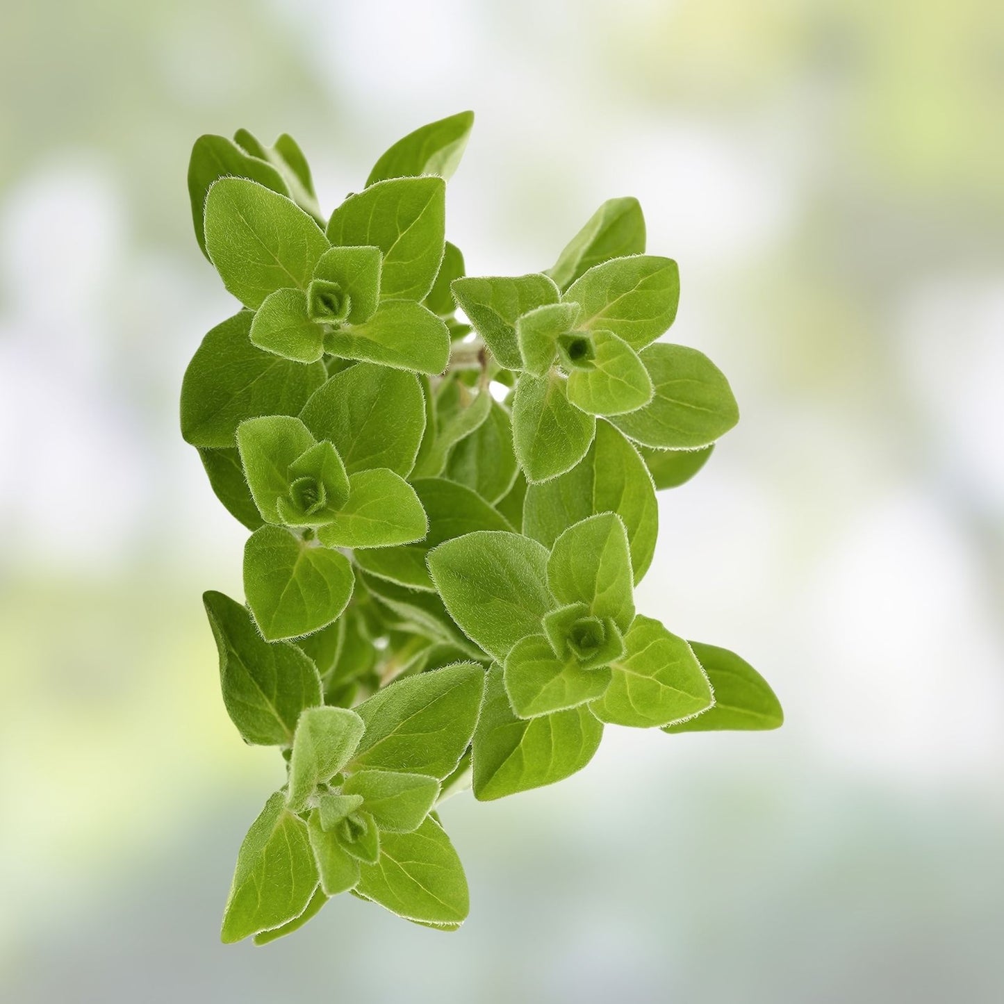 Oregano Seeds 150 Count Culinary Herb for Cooking Origanum vulgare Garden Planting