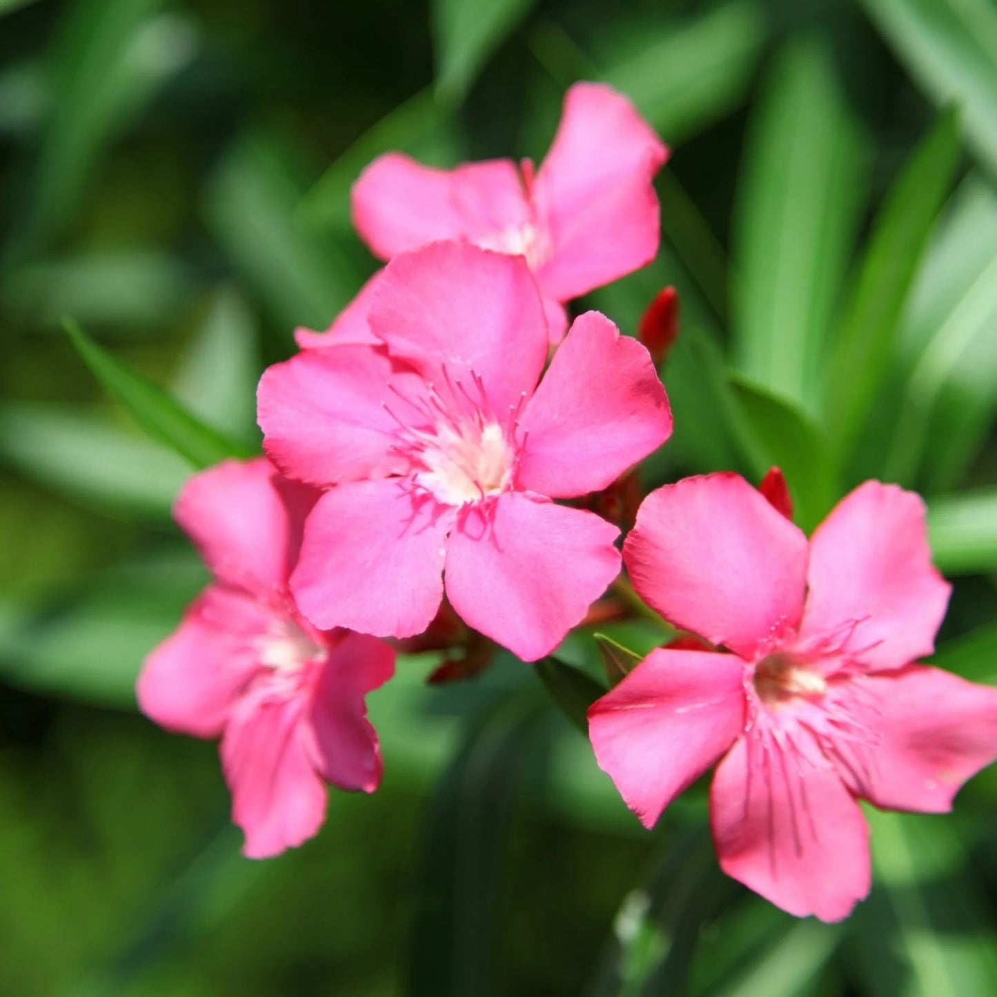 Oleander Live Flower Plant Cuttings 7" Pink for Propagation - Nerium oleander - Live Garden Plant