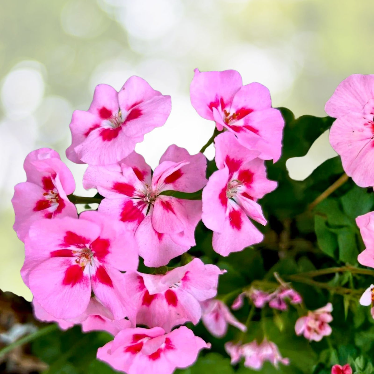 Geranium Cuttings - 6-Inch Starter Cuttings - Pink/Red Perennial - Pelargonium spp.