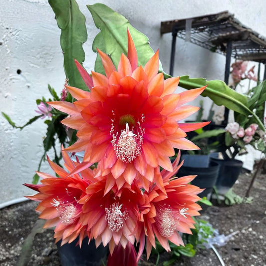 Epiphyllum Cuttings 8-10 inches The Red Shadow Tropical Cactus Variety Unrooted Plant
