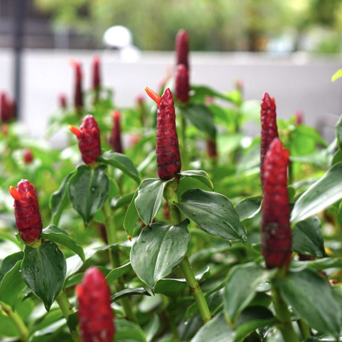 Vibrant Red Button Ginger Plant - Costus woodsonii - Live Tropical Indoor/Outdoor Decor - 10" Pot Not Included