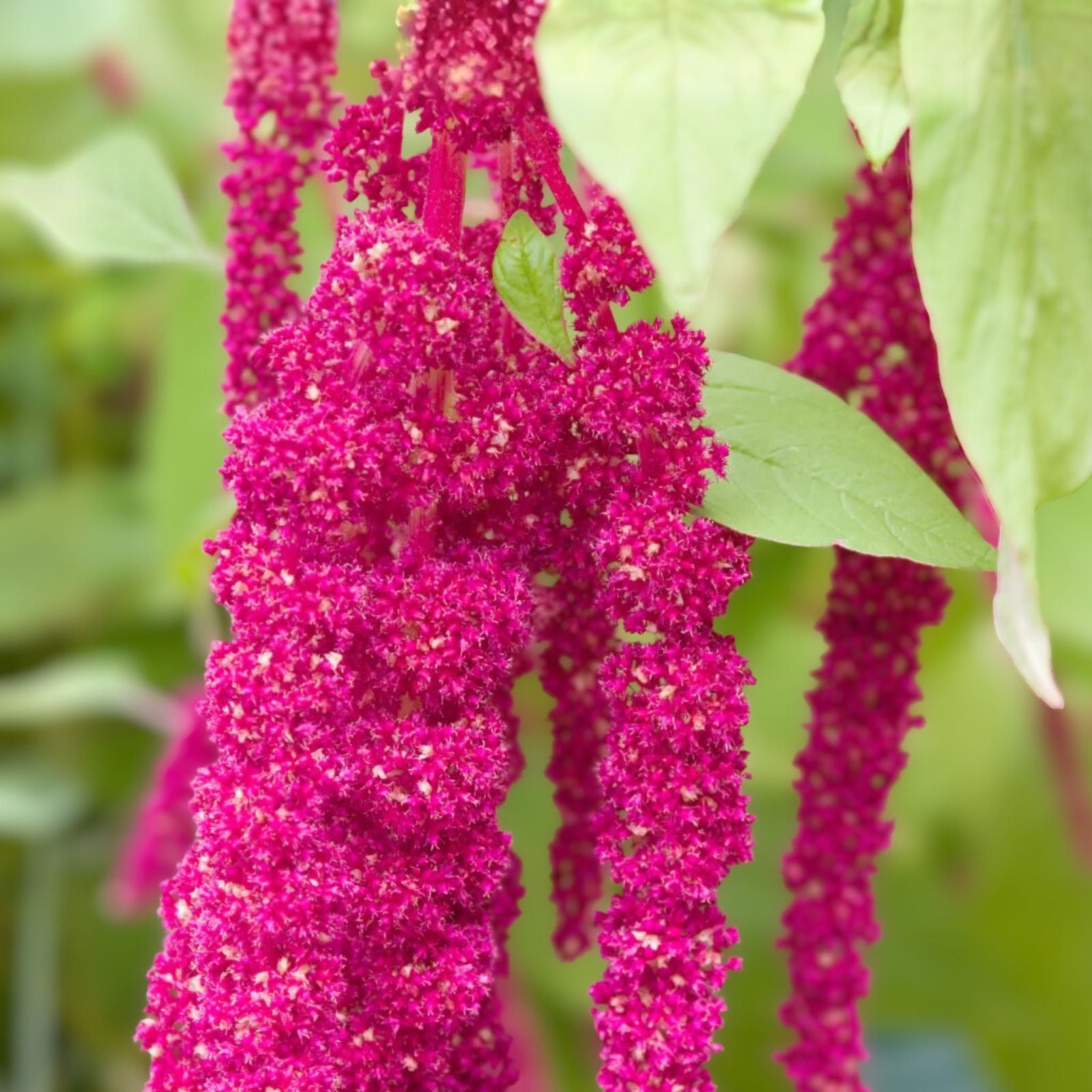 Amaranthus Caudatus Seeds - 100+ Vibrant Red Love-Lies-Bleeding Flower Seeds for Garden Displays