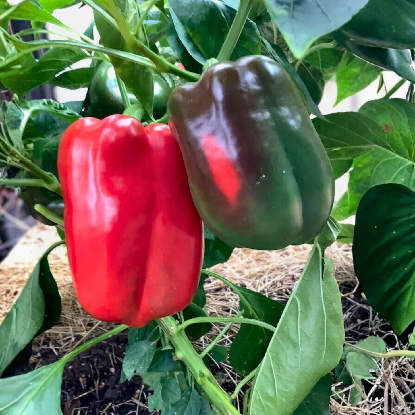 Spicy Hungarian Yellow Wax Pepper Seeds – Heirloom Non-GMO 500 Seeds – Capsicum annuum Hot Pepper Seeds