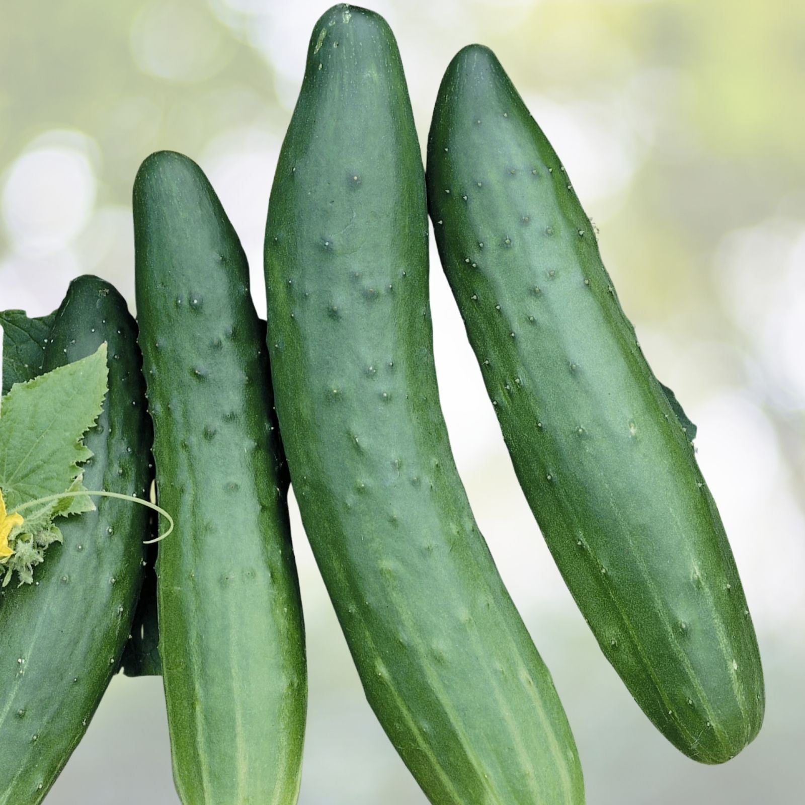 Tianjin Tender Spiky Cucumber Seeds - 15+ Long Burpless Hybrid Cucumber Seeds - Cucumis sativus (USA)