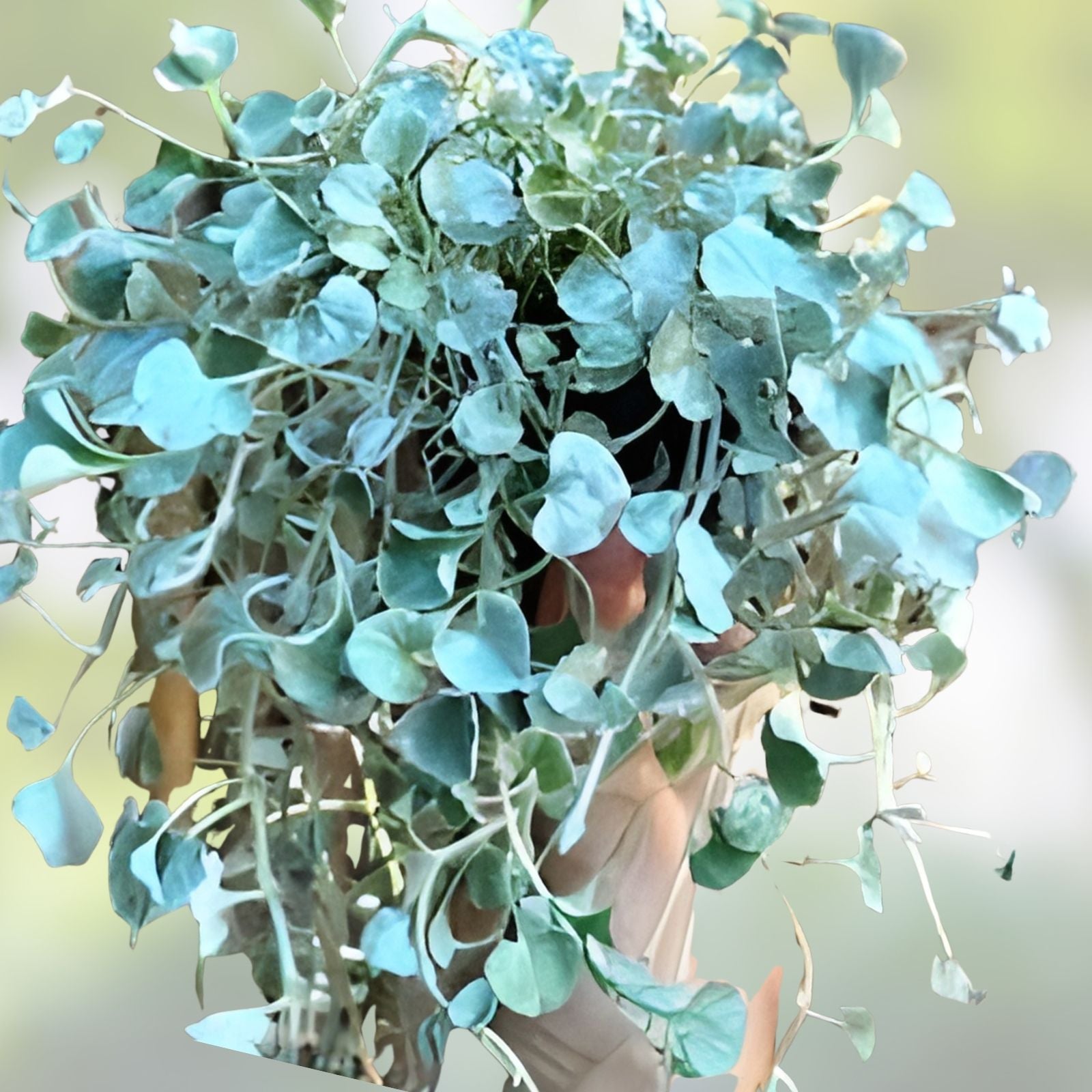 Silver Falls Dichondra Seeds - 10 Seeds for Planting - Weeping Silver Foliage - Dichondra argentea - Garden, Landscape, Container Planting