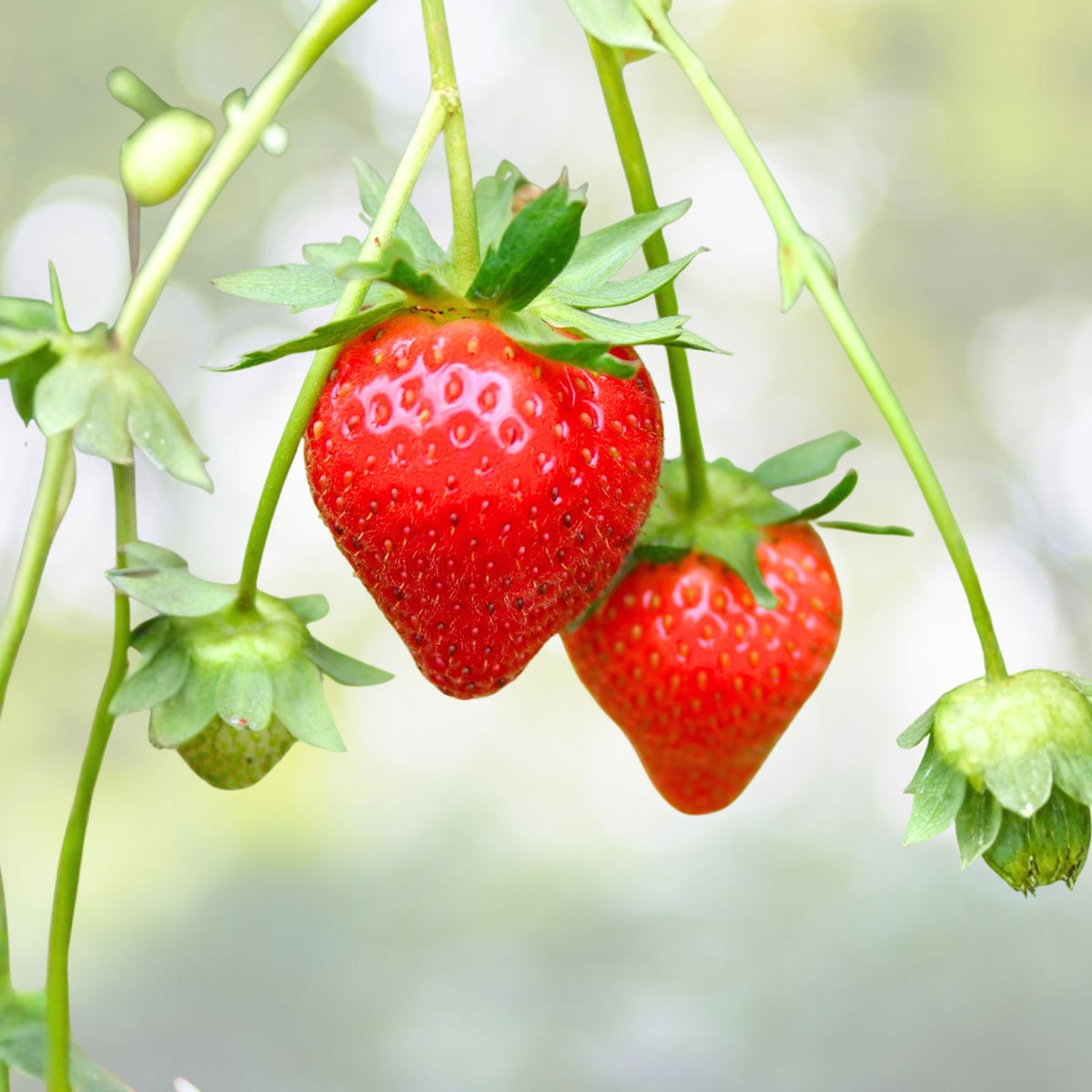 Strawberry Plants 6 Pack Ozark Everbearing Bareroots Large Sweet Fruit Live Outdoor Planting