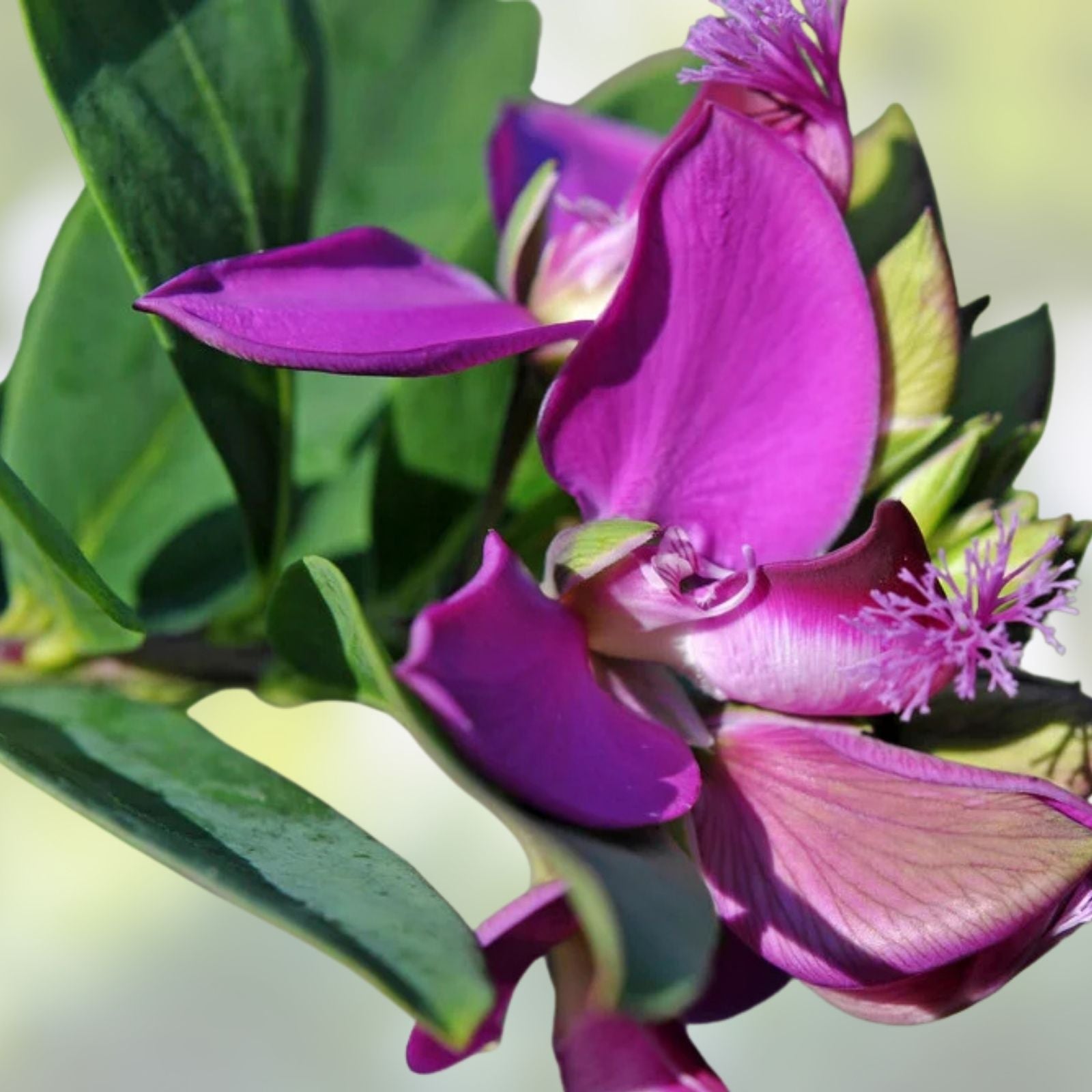 Polygala Myrtifolia Milkwort 6" Live Cuttings - Greenhouse Ornamental Flowering Plant, Evergreen Shrub, Garden Plant