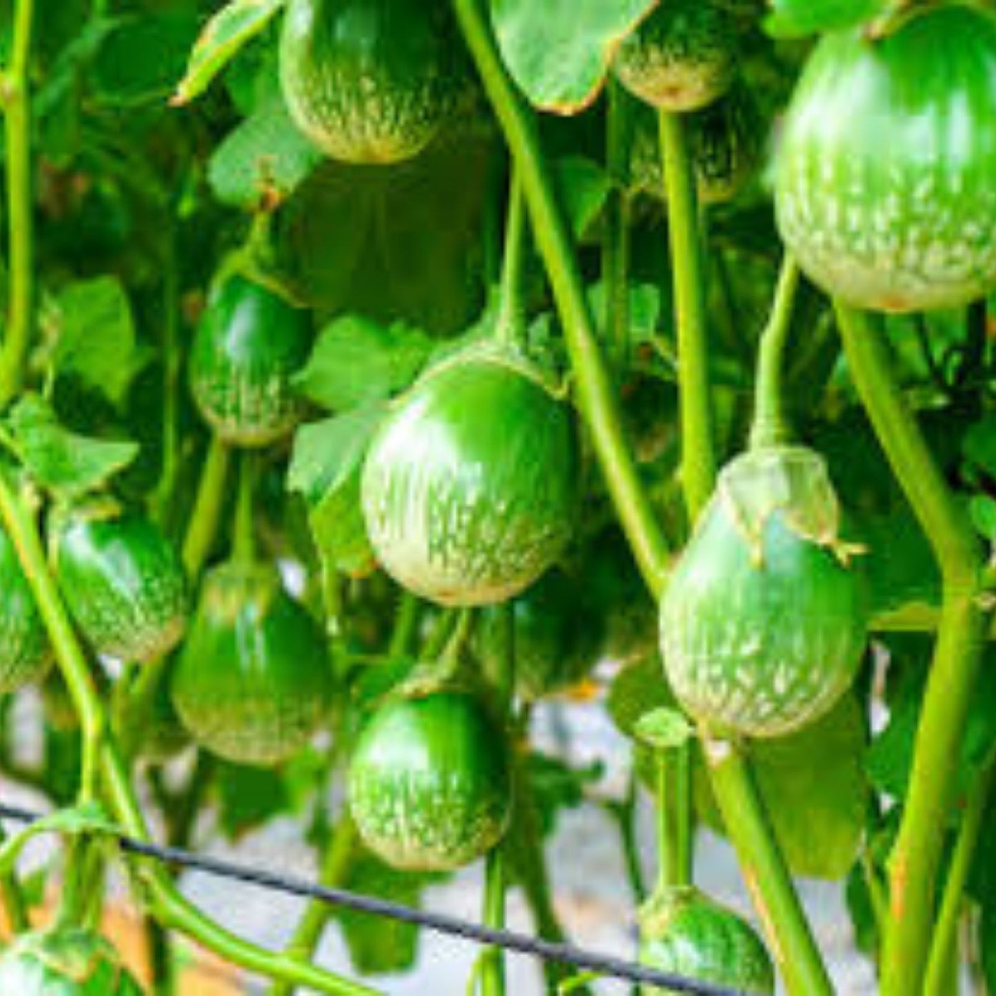 Thai Eggplant Seeds - 100+ Pack - Round, Ornamental & Tasty - Solanum melongena