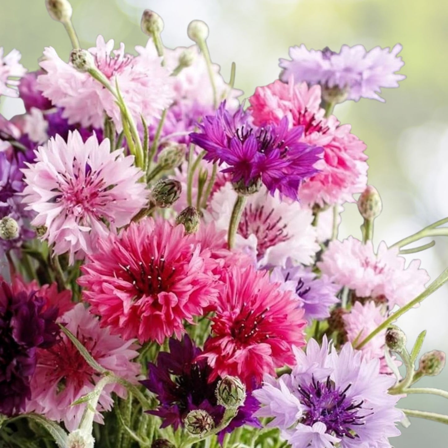 Bachelor Button Seeds 50 Count Tall Pink Variety Centaurea cyanus Vibrant Blooms for Gardens and Flower Arrangements