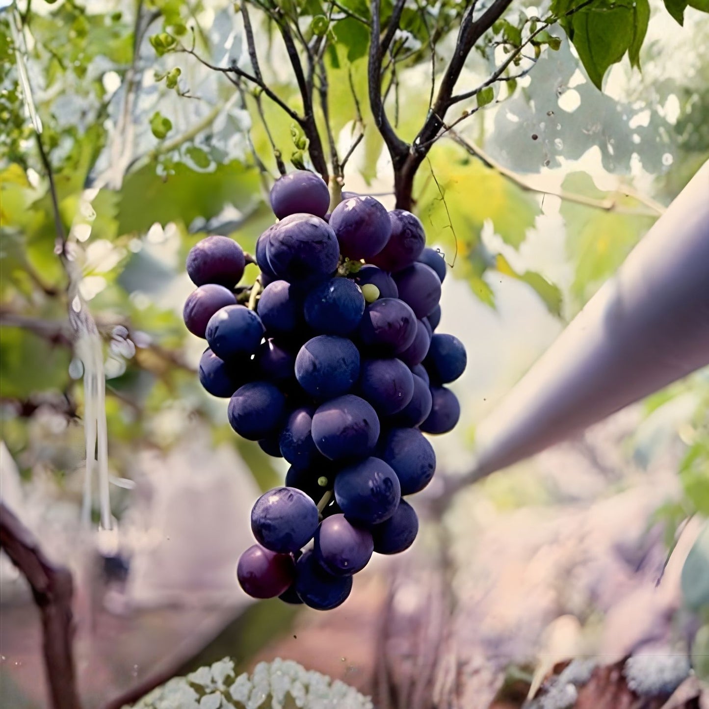 Organic Kyoho Grape Cuttings - 6 Fresh Propagation Cuttings Vitis vinifera