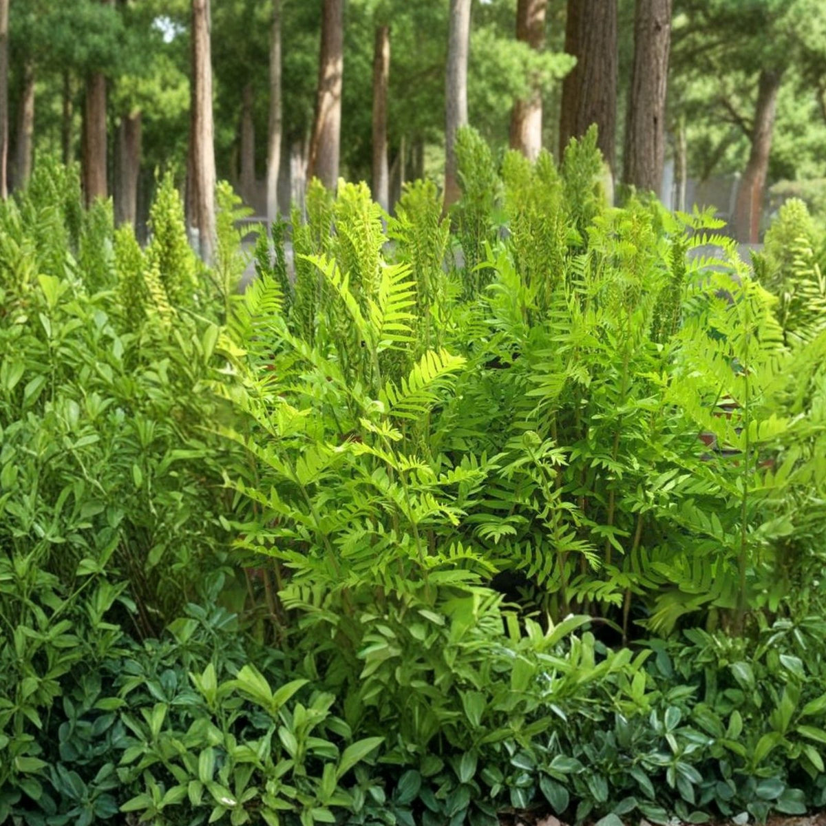 Royal Ferns 5-Pack Live Plants, Osmunda regalis, Native Shade Garden Ferns for Wetlands, South Alabama