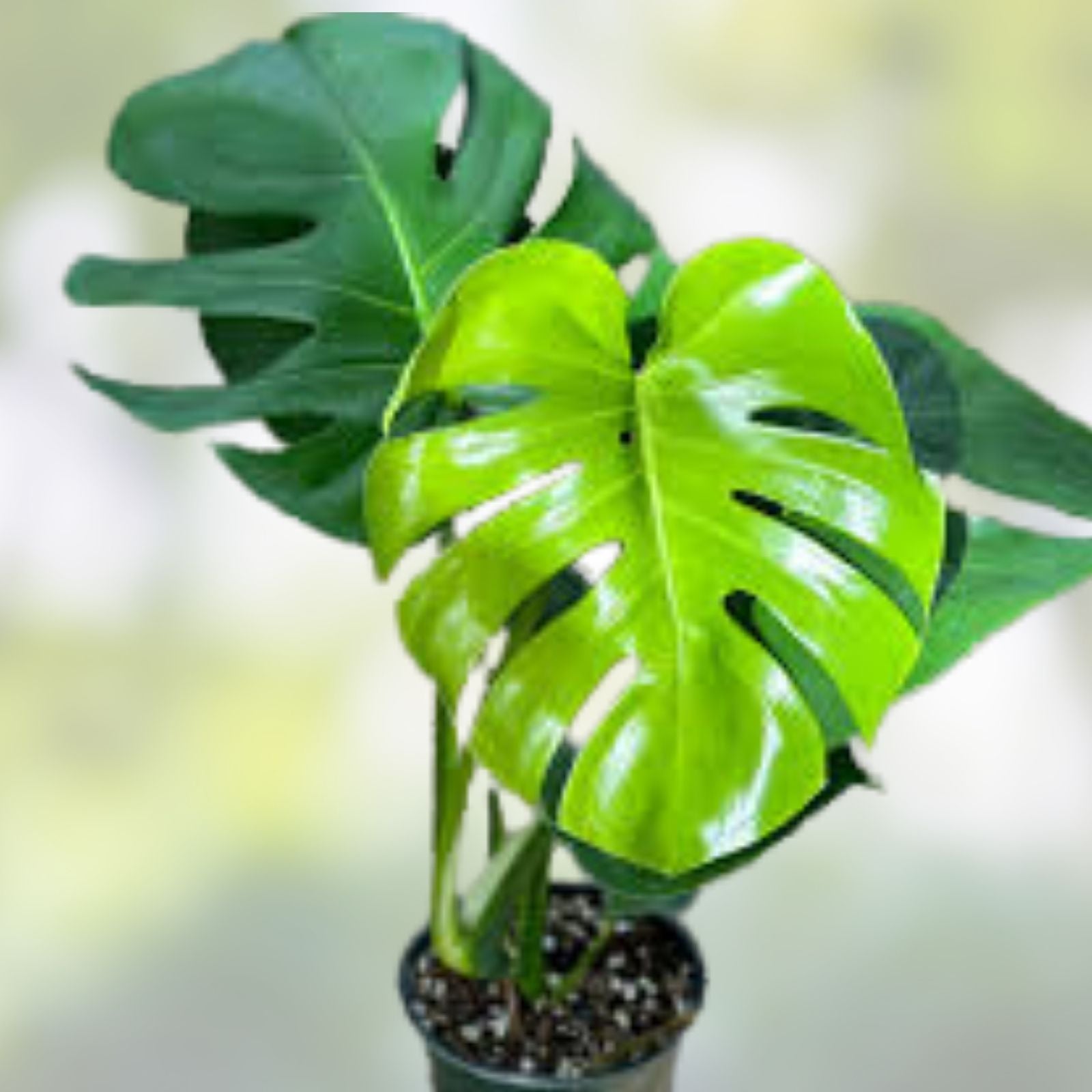 Monstera Cutting 24” Giant Swiss Cheese Vine, Monstera deliciosa, Large Indoor Plant Propagation, Houseplant, Tropical Foliage