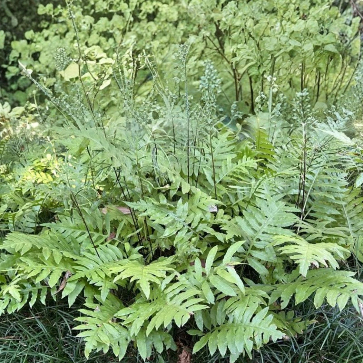 Netted Chain Fern Live Plant Bundle 10-Pack - Rare Shade Plant - Woodwardia areolata Ferns