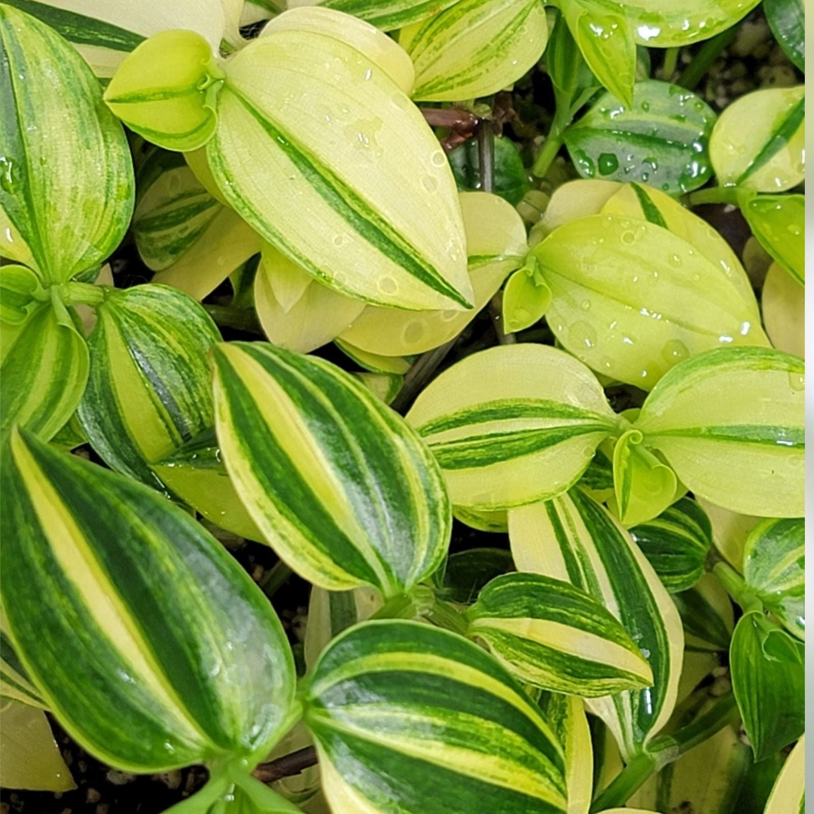 Tradescantia Cuttings - Green and White Variegated - Tradescantia fluminensis - Live Plant Propagation Material