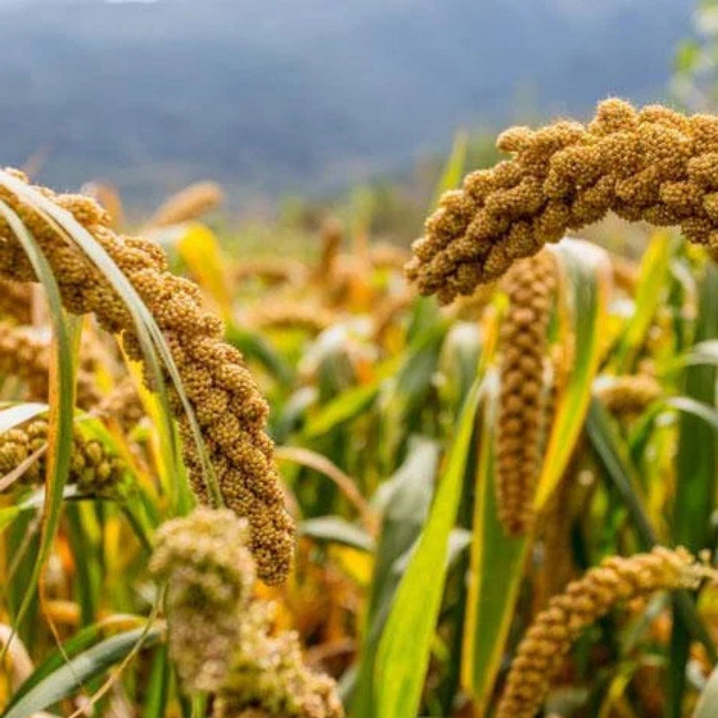Weeping Foxtail Millet Seeds 100 Pack - Ornamental Setaria italica German Millet for Planting