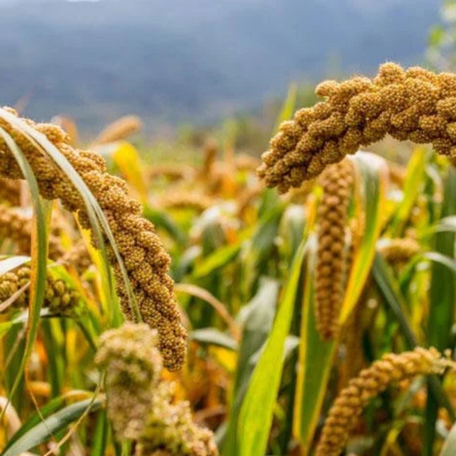 Weeping Foxtail Millet Seeds 100 Pack - Ornamental Setaria italica German Millet for Planting