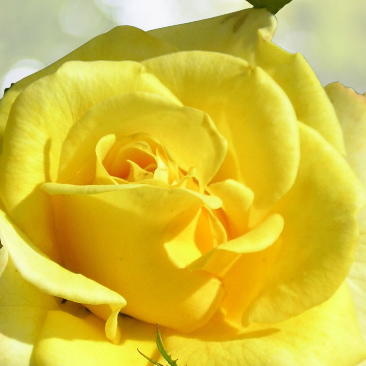 Pale Golden Fragrant Rose Cuttings 6-Inch Logs No Roots Rosa spp. (5-Pack)