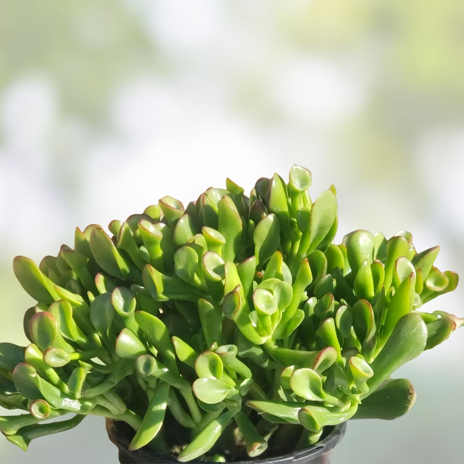 Ogre Ears Shrek ET Jade Plant Succulent Cuttings 5" Dwarf Green Gollum Crassula ovata 'Gollum'