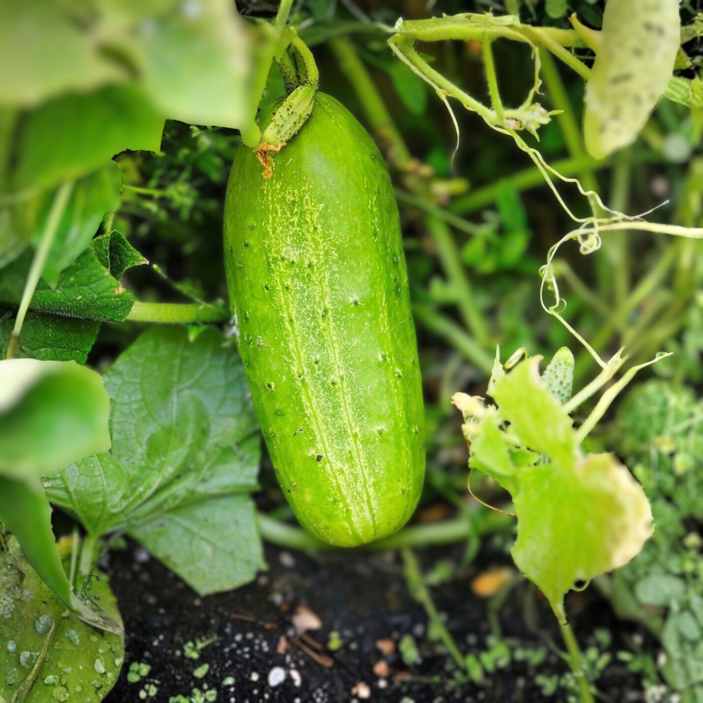 Cucumber Seeds 50 Count Boston Pickling Heirloom Non-GMO Cucumis sativus Perfect for Pickling