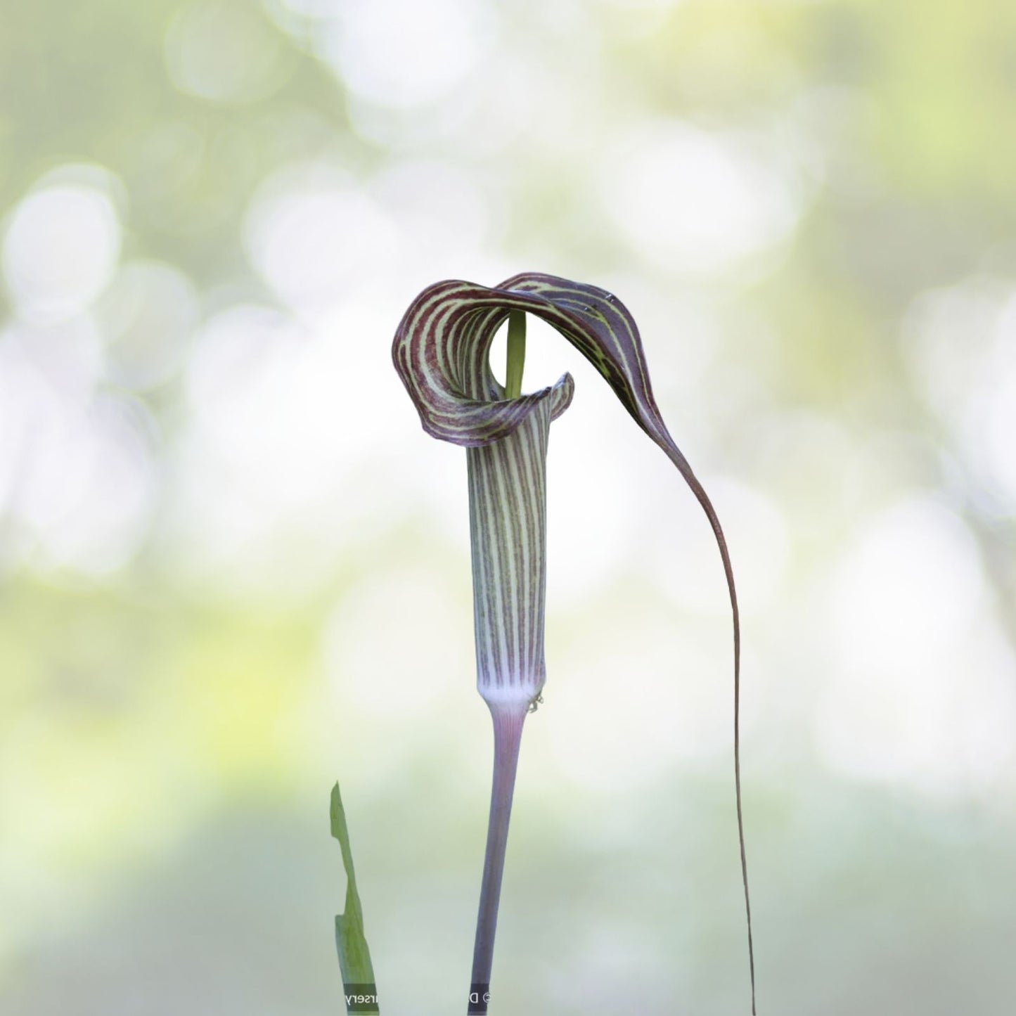Cobra Lily Seeds - 4 Fresh Untreated Seeds - Arisaema c. - Free U.S. Shipping