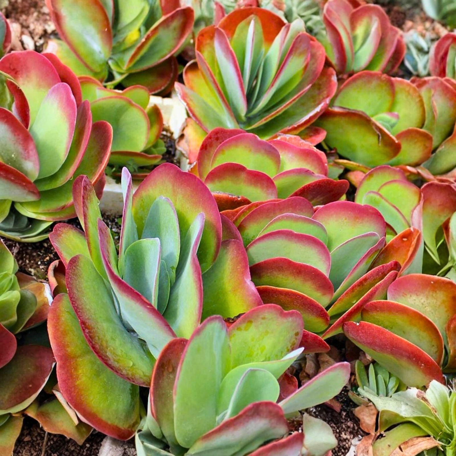 Flapjack Succulent 4" Kalanchoe Luciae Paddle Plant Low Maintenance Indoor Plant Rosy Red Edges