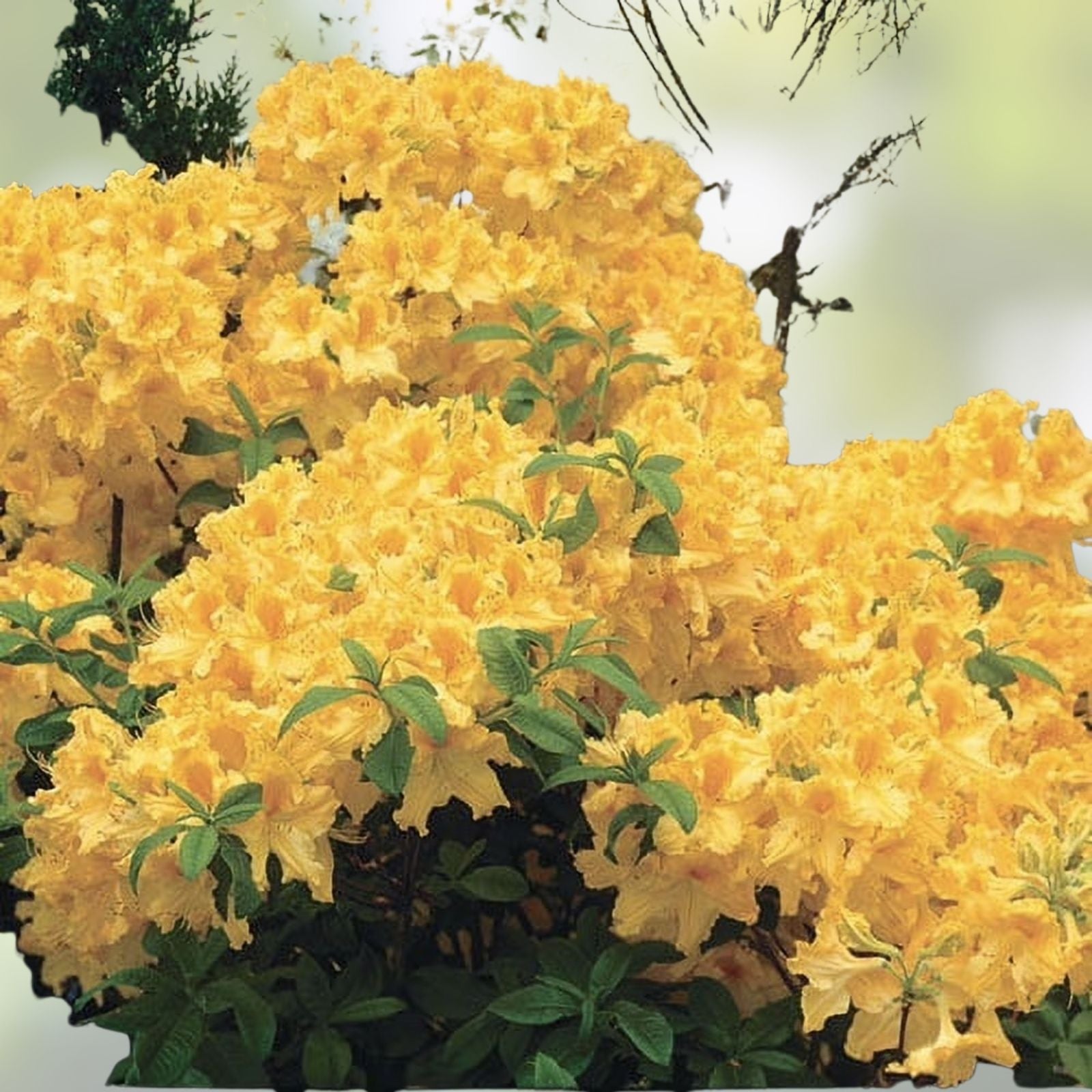 Aromi Azalea Plant - Frontier Gold Rhododendron Hybrid - Well Rooted Garden Shrub - May Be Dormant - Ornamental Plant
