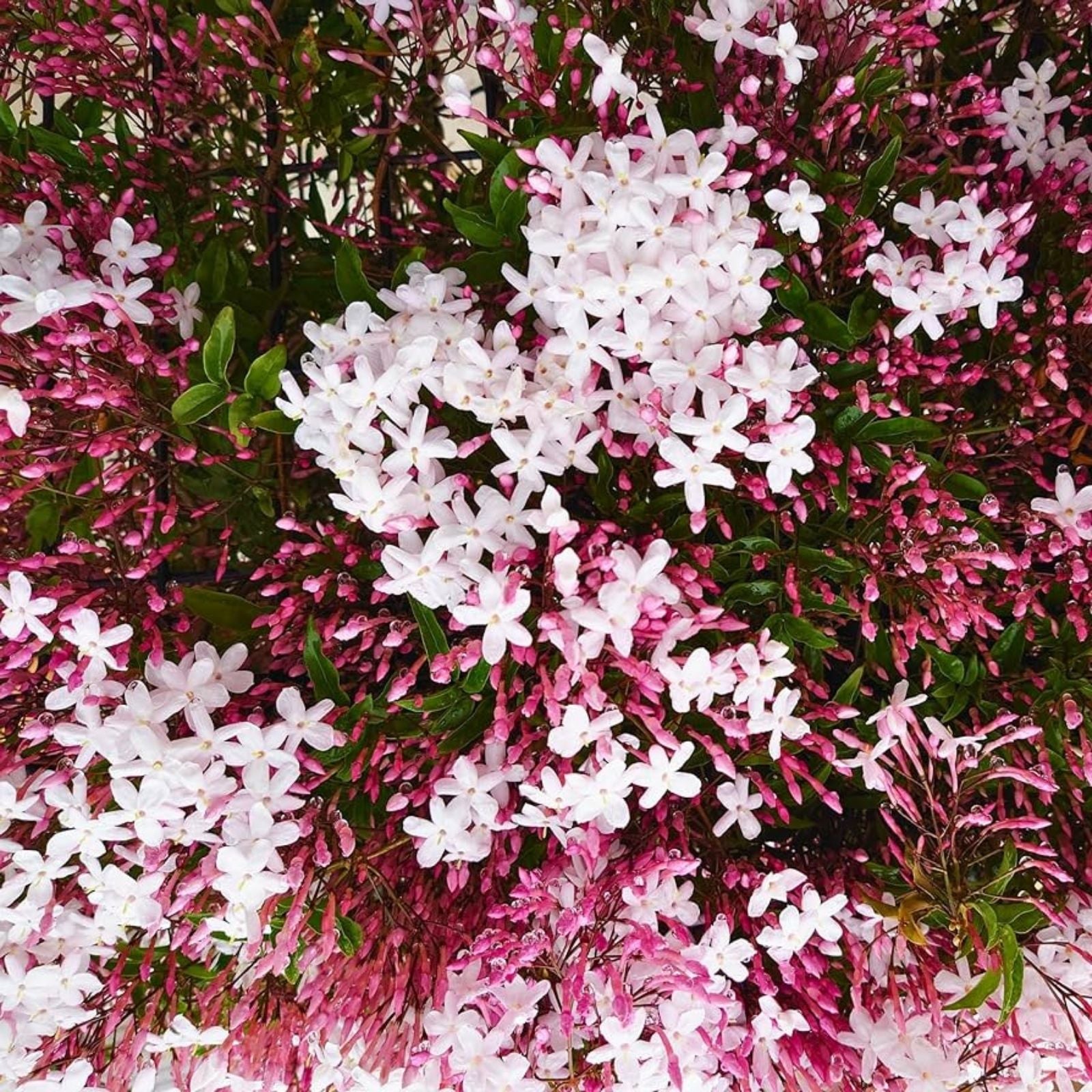 Pink Jasmine Starter Plant - Jasminum Polyanthum - Rooted Fragrant Flowering Vine for Gardens and Containers