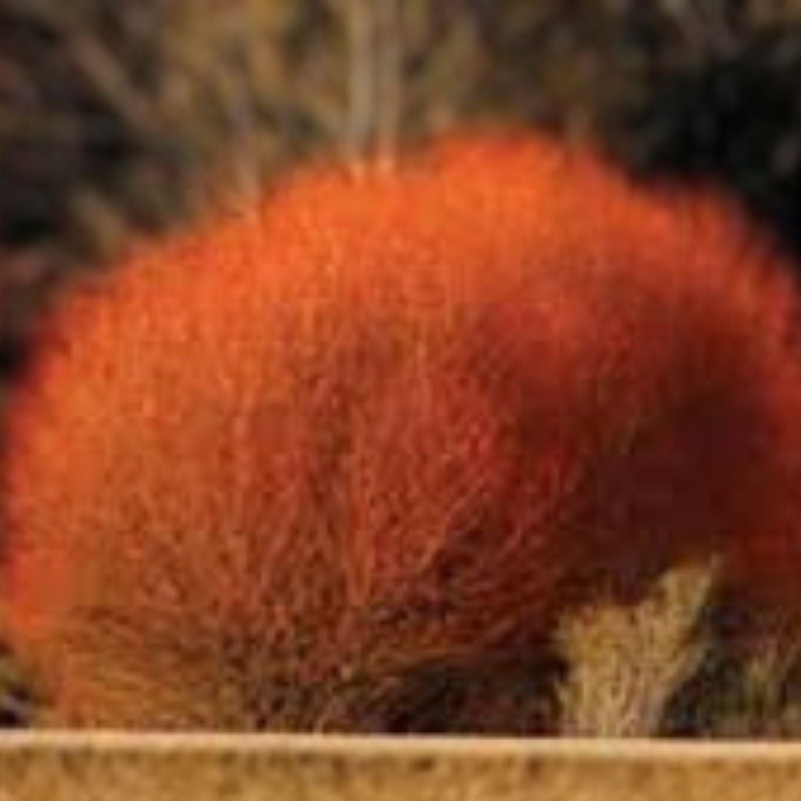 Red Flame Willow Trees - 3 ft Vibrant Red Foliage, Salix and Burning Bush, Fast Growing Ornamental Shrubs