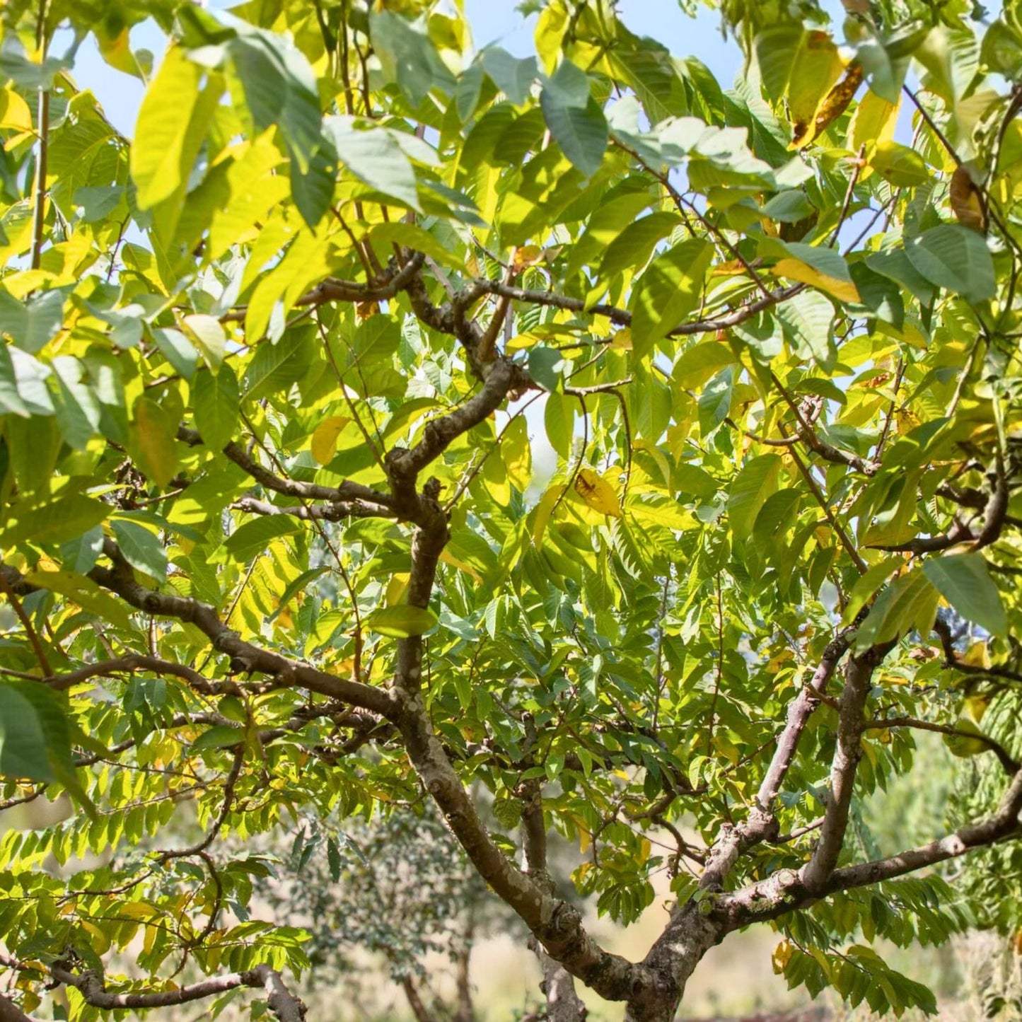 Sugar Apple Tree 3 Gallon Potted Plant - Annona squamosa - Easy Planting, Tropical Fruit Tree