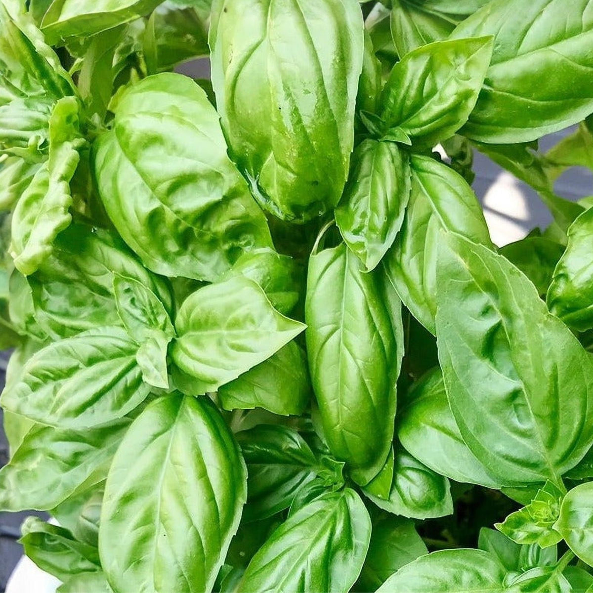 Heirloom Basil Seeds 500 Non-GMO Sweet Genovese Herb Spice Ocimum basilicum