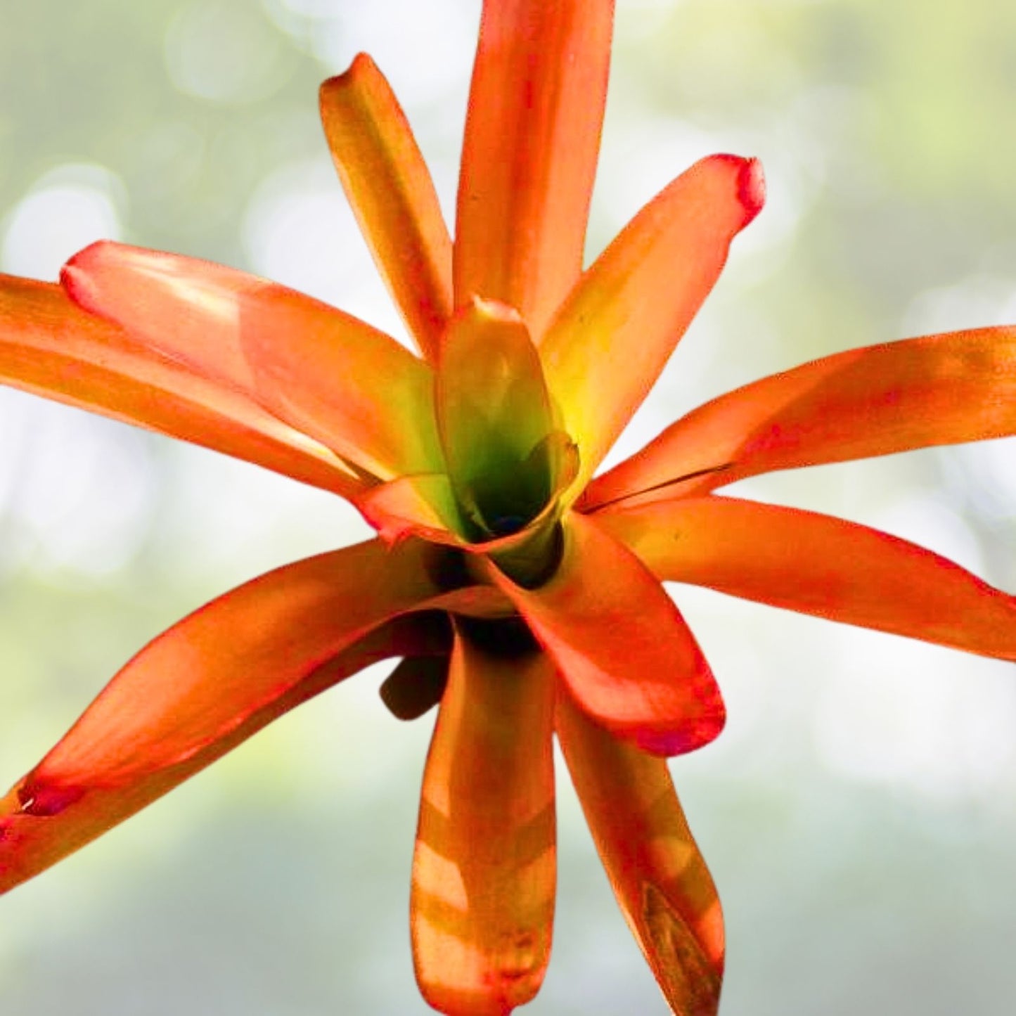 Giant Bromeliad Plant 16" Pup Red Orange Aechmea Blanchetiana Full Sun