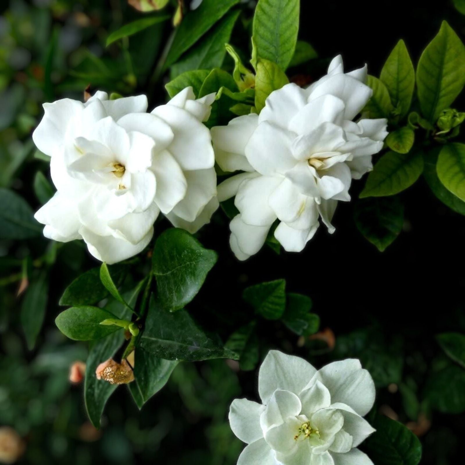 Heirloom White Gardenia Cuttings - Live Cape Jasmine Shrub Starter Plants - Gardenia jasminoides - Fragrant White Flowers