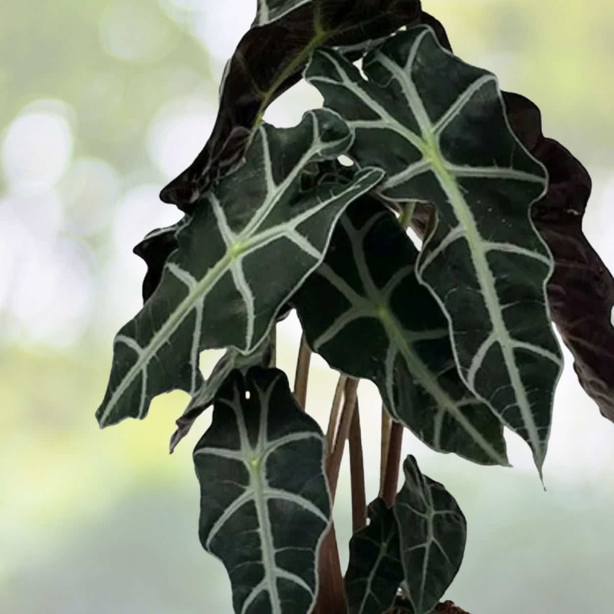 Alocasia Polly Plant in 6" Pot | Rare Houseplant with Stunning Leaves | Alocasia Amazonica