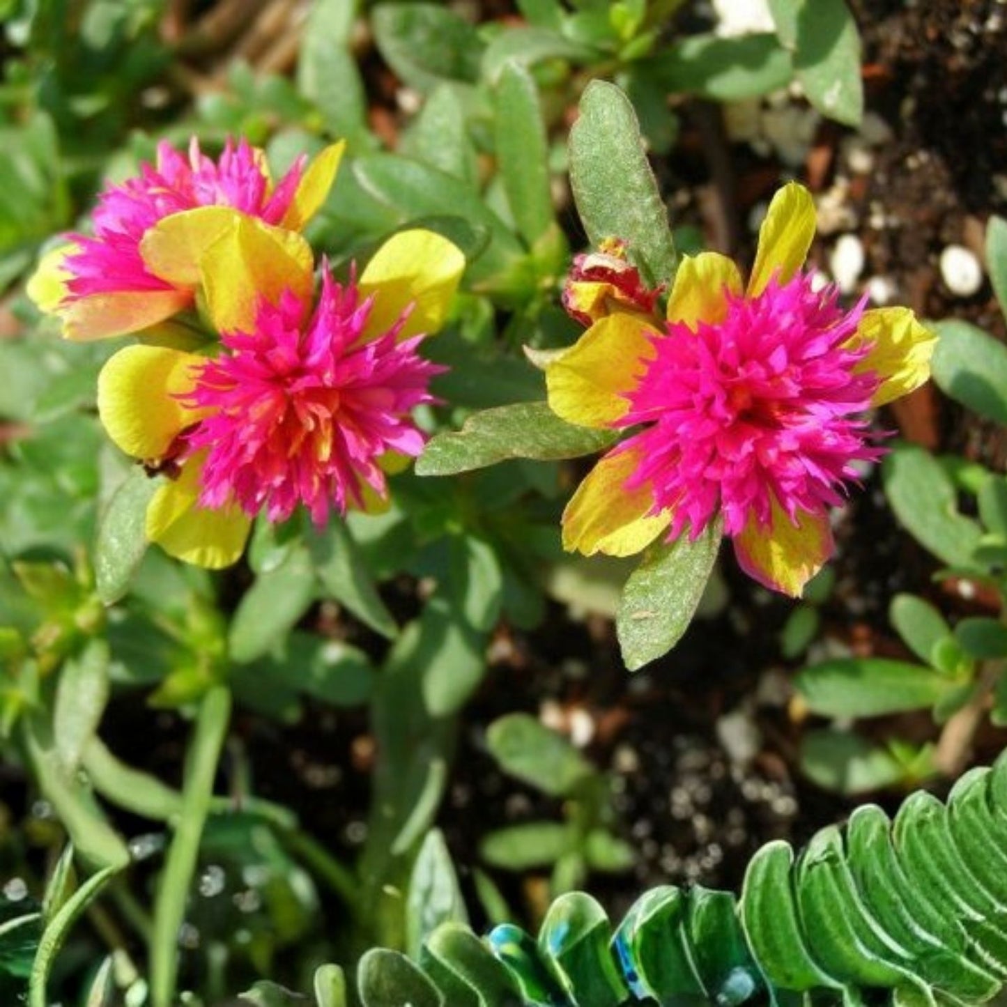 Double Dragonfruit Plant – Edible Succulent Portulaca Oleracea – Purslane – US Seller