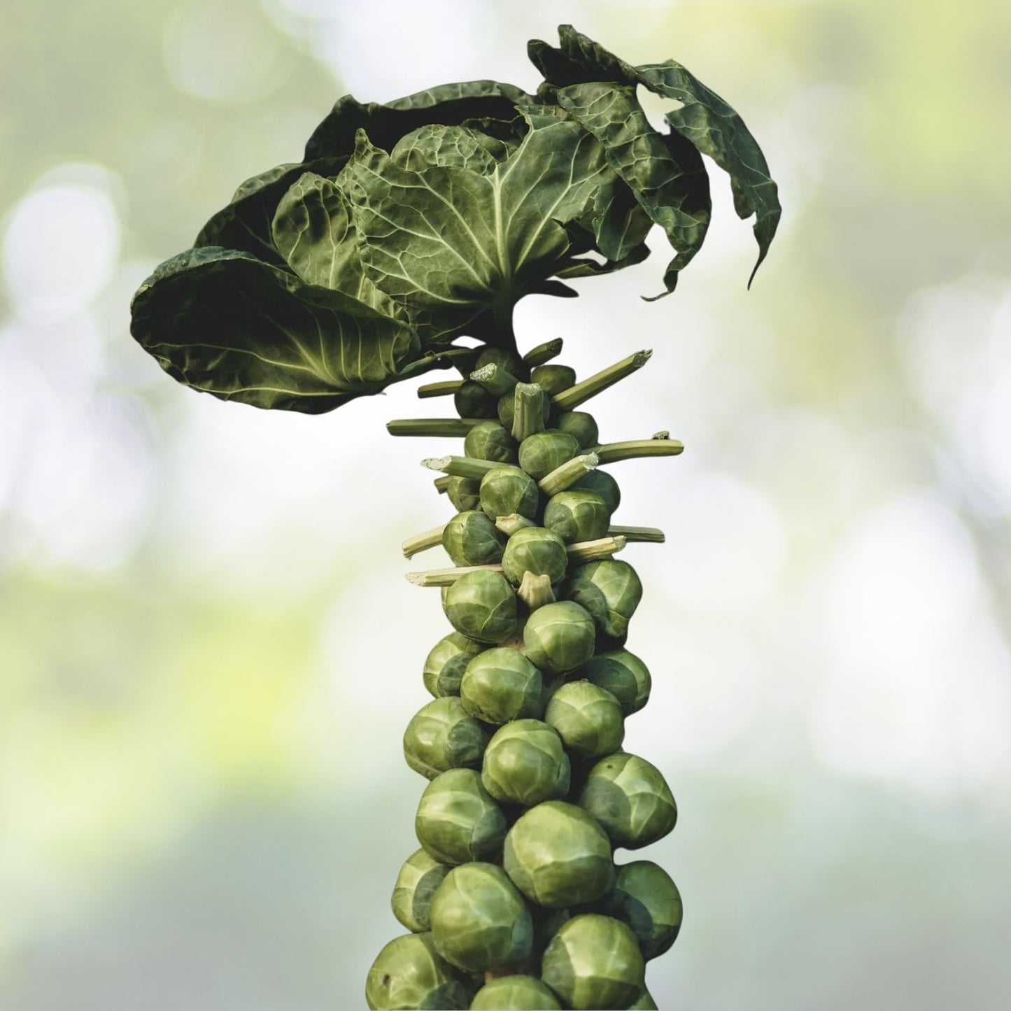 Brussels Sprout Seeds | NON-GMO Heirloom | Long Island Variety | Brassica oleracea